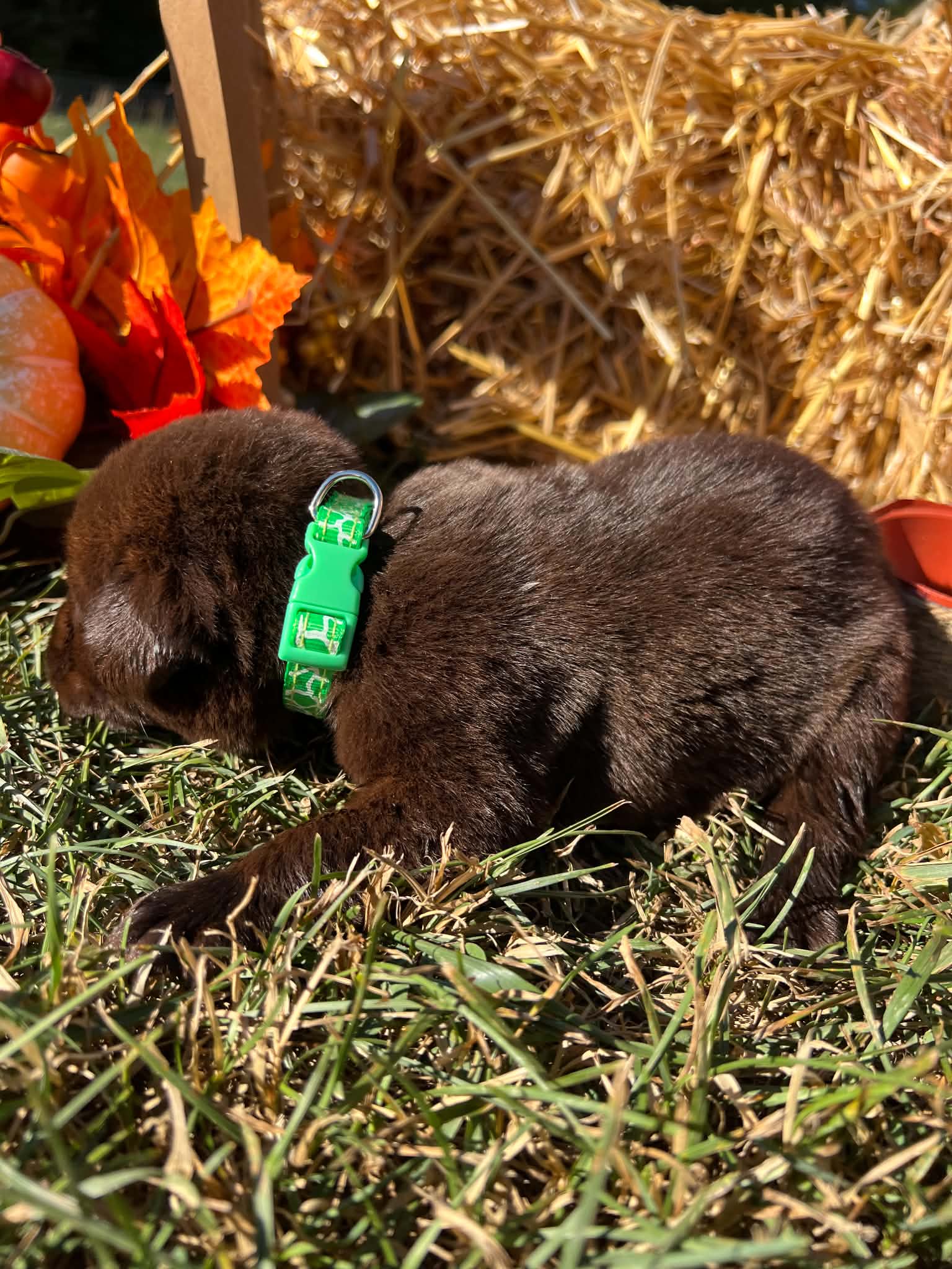 A purebred Labrador Retriever puppy outside in natural daylight.
