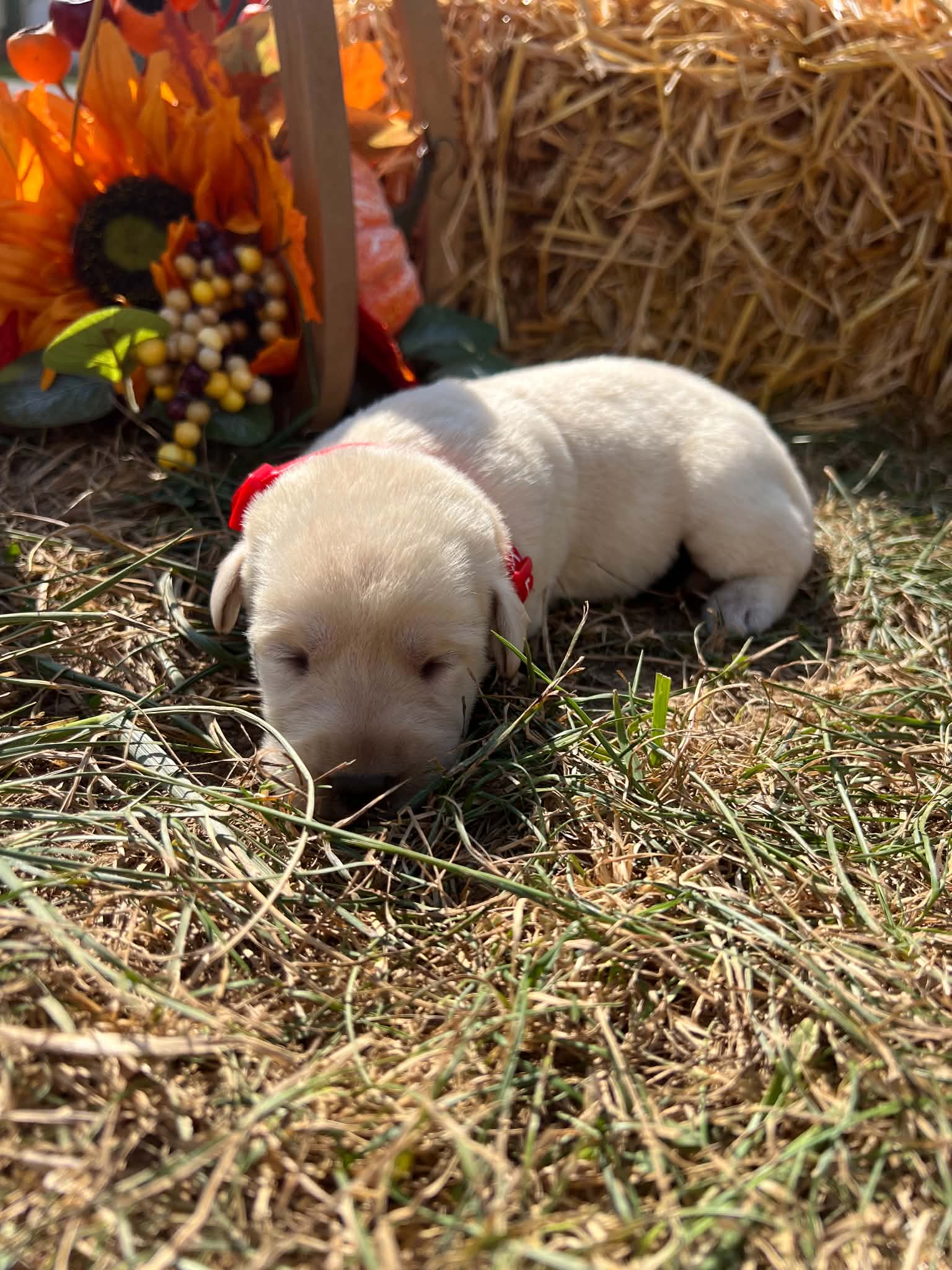 A purebred Labrador Retriever puppy outside in natural daylight.