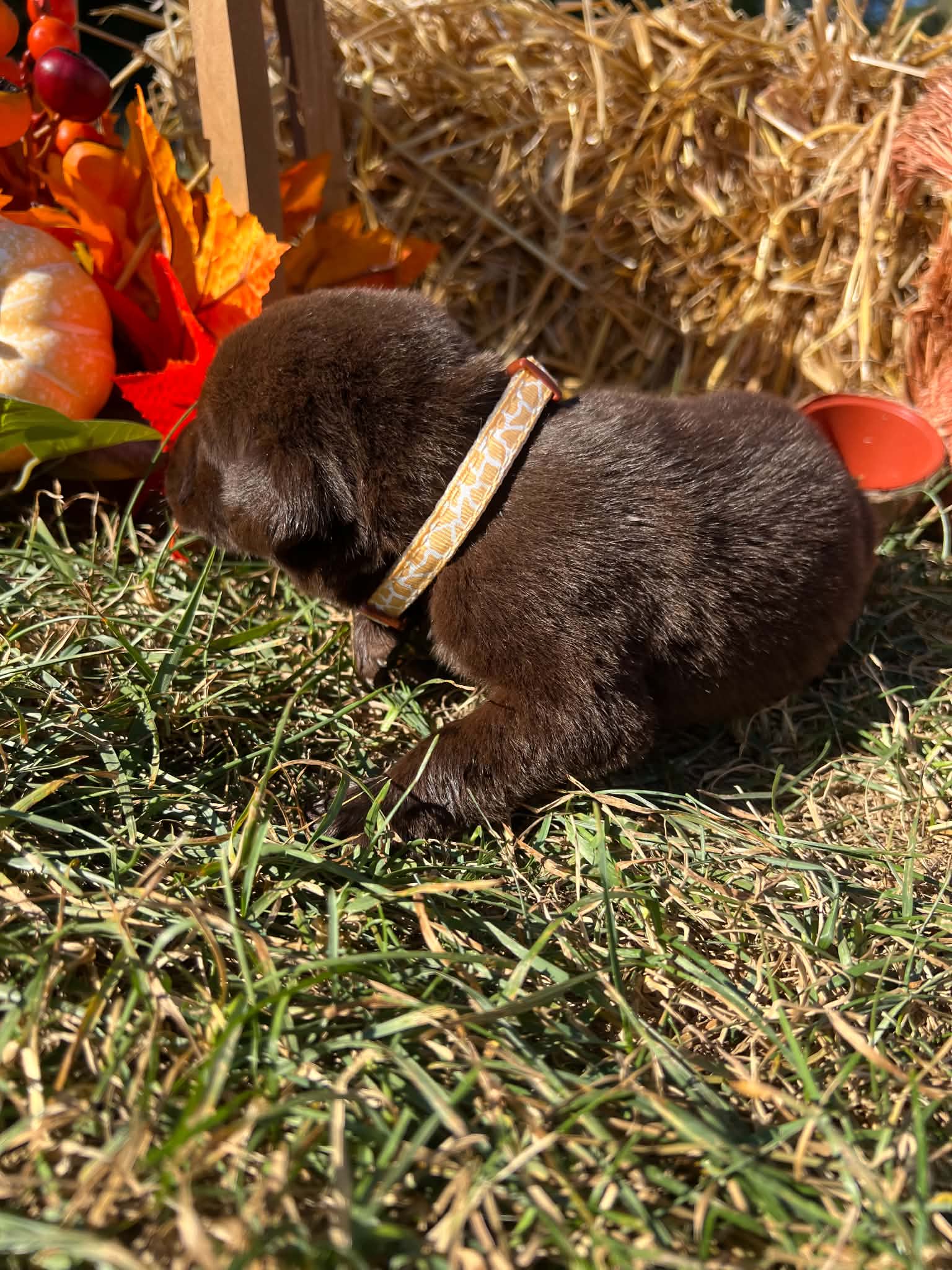 A purebred Labrador Retriever puppy outside in natural daylight.