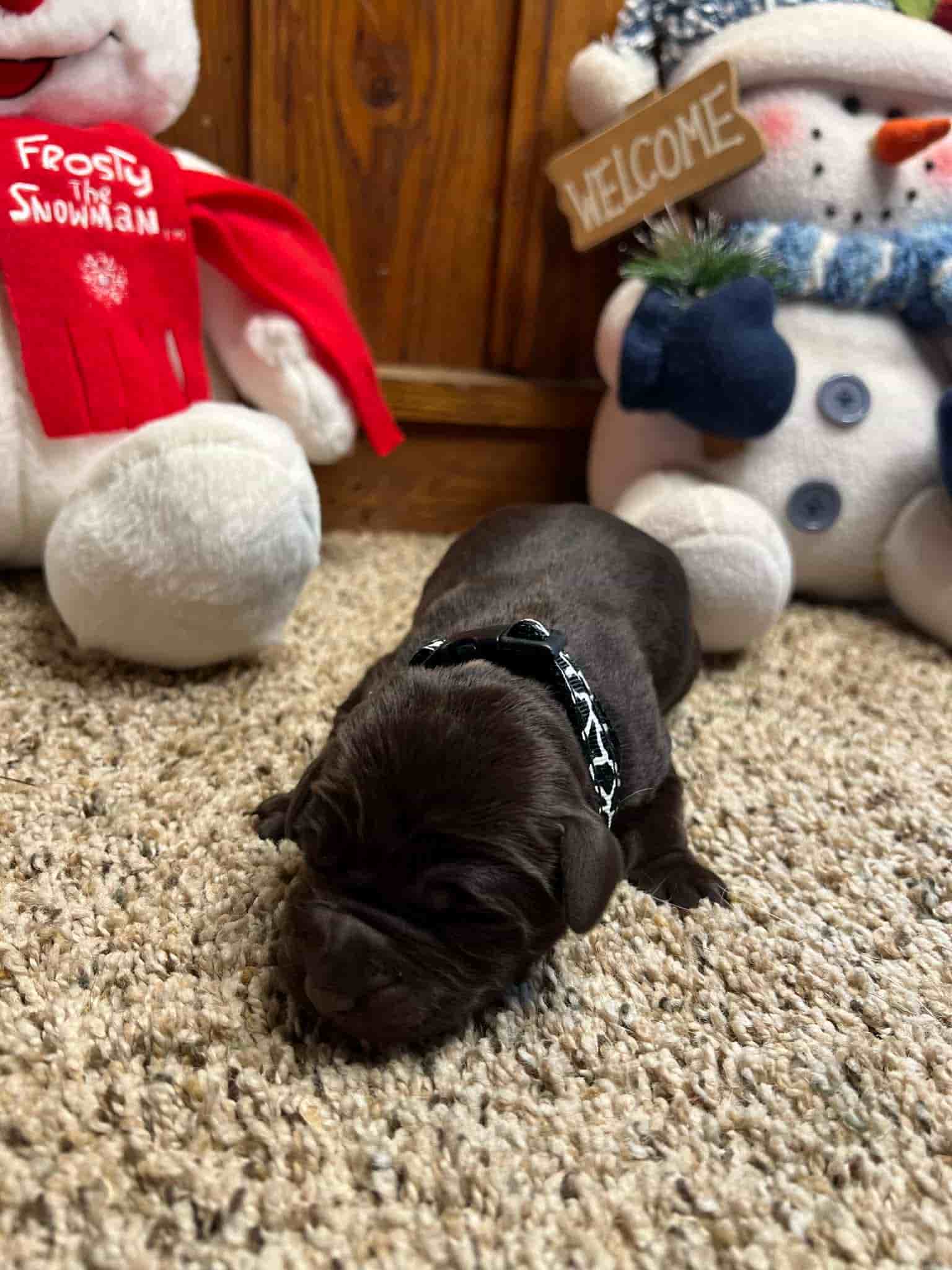 A purebred silver Labrador Retriever puppy with a pink curtain and red rose flowers around him.
