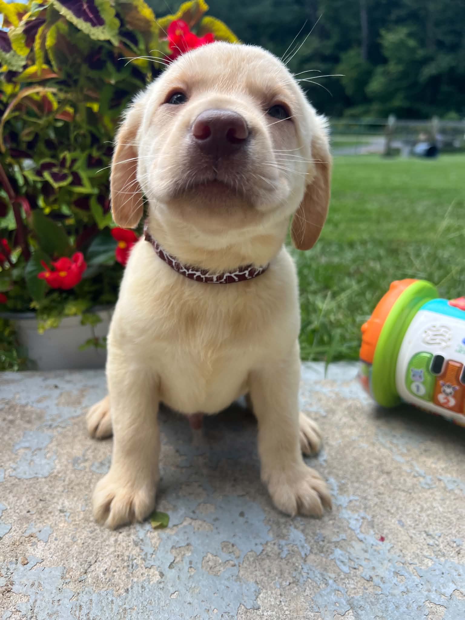 A purebred Labrador Retriever puppy outside in natural daylight.
