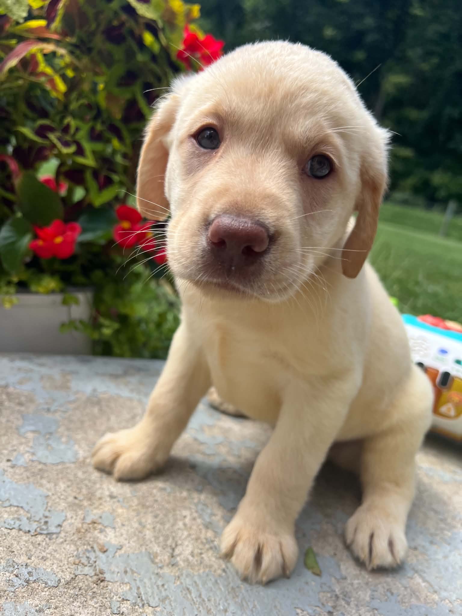A purebred Labrador Retriever puppy outside in natural daylight.
