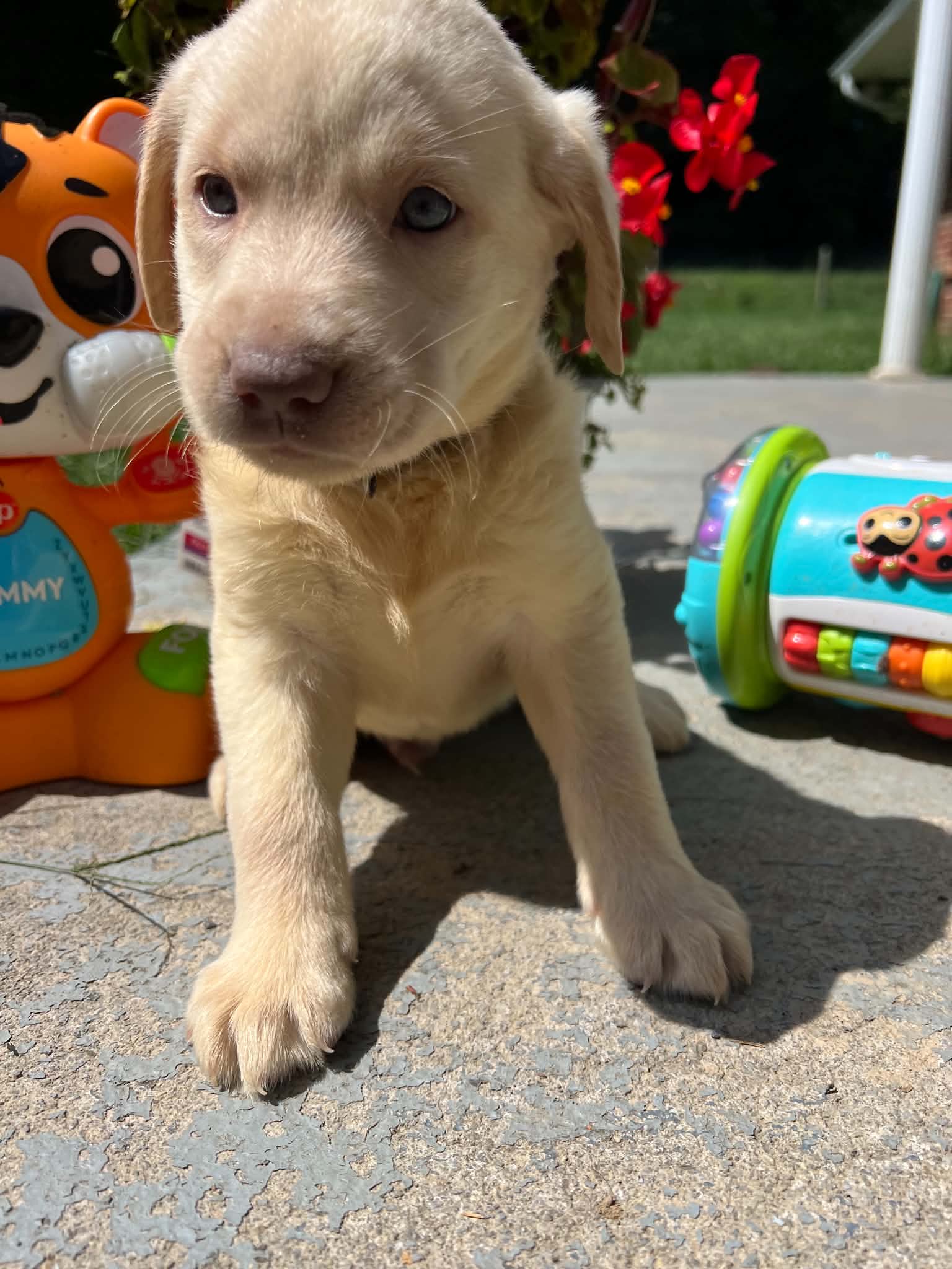 A purebred Labrador Retriever puppy outside in natural daylight.