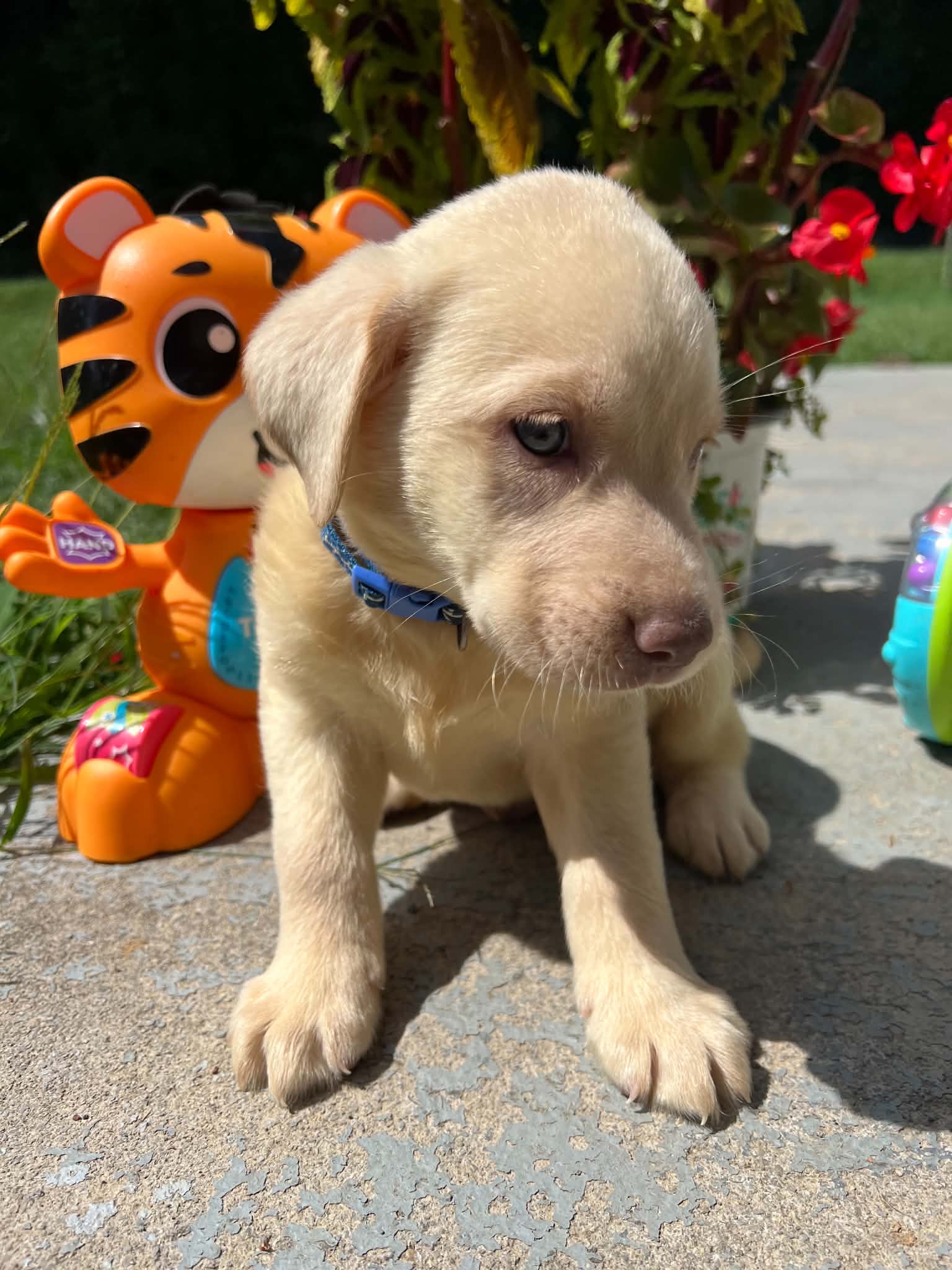 A purebred Labrador Retriever puppy outside in natural daylight.