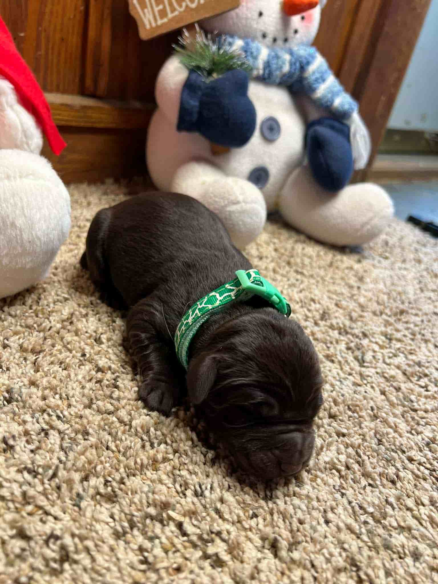 A purebred yellow Labrador Retriever puppy with a pink curtain and red rose flowers around him.