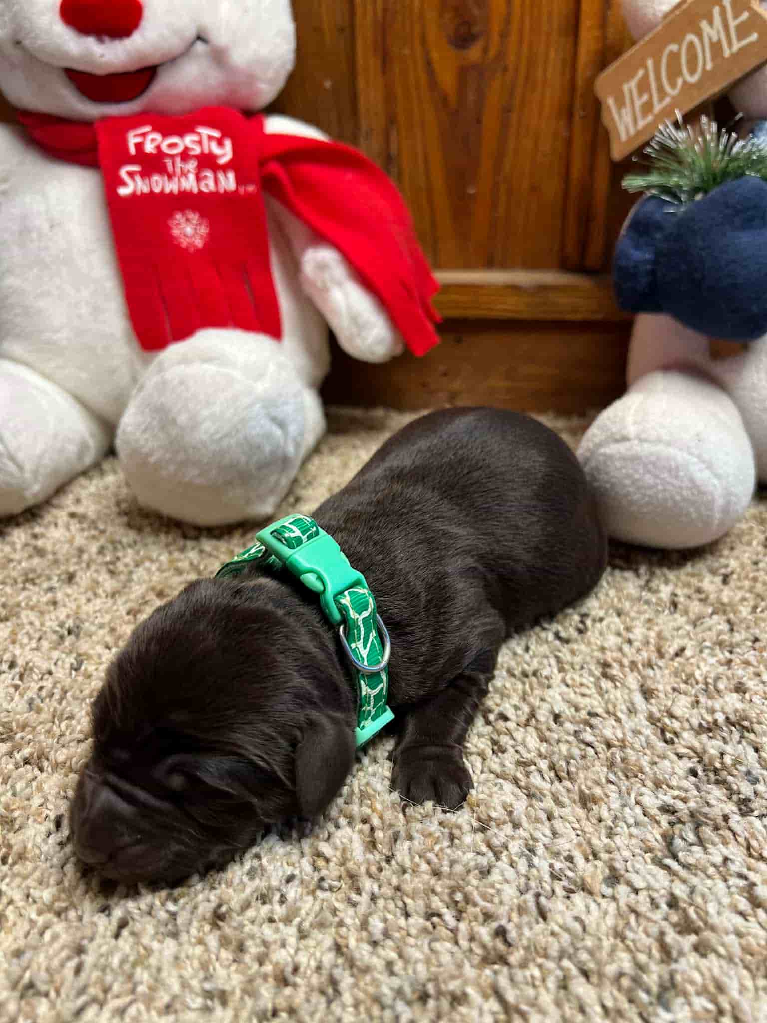 A purebred yellow Labrador Retriever puppy with a pink curtain and red rose flowers around him.