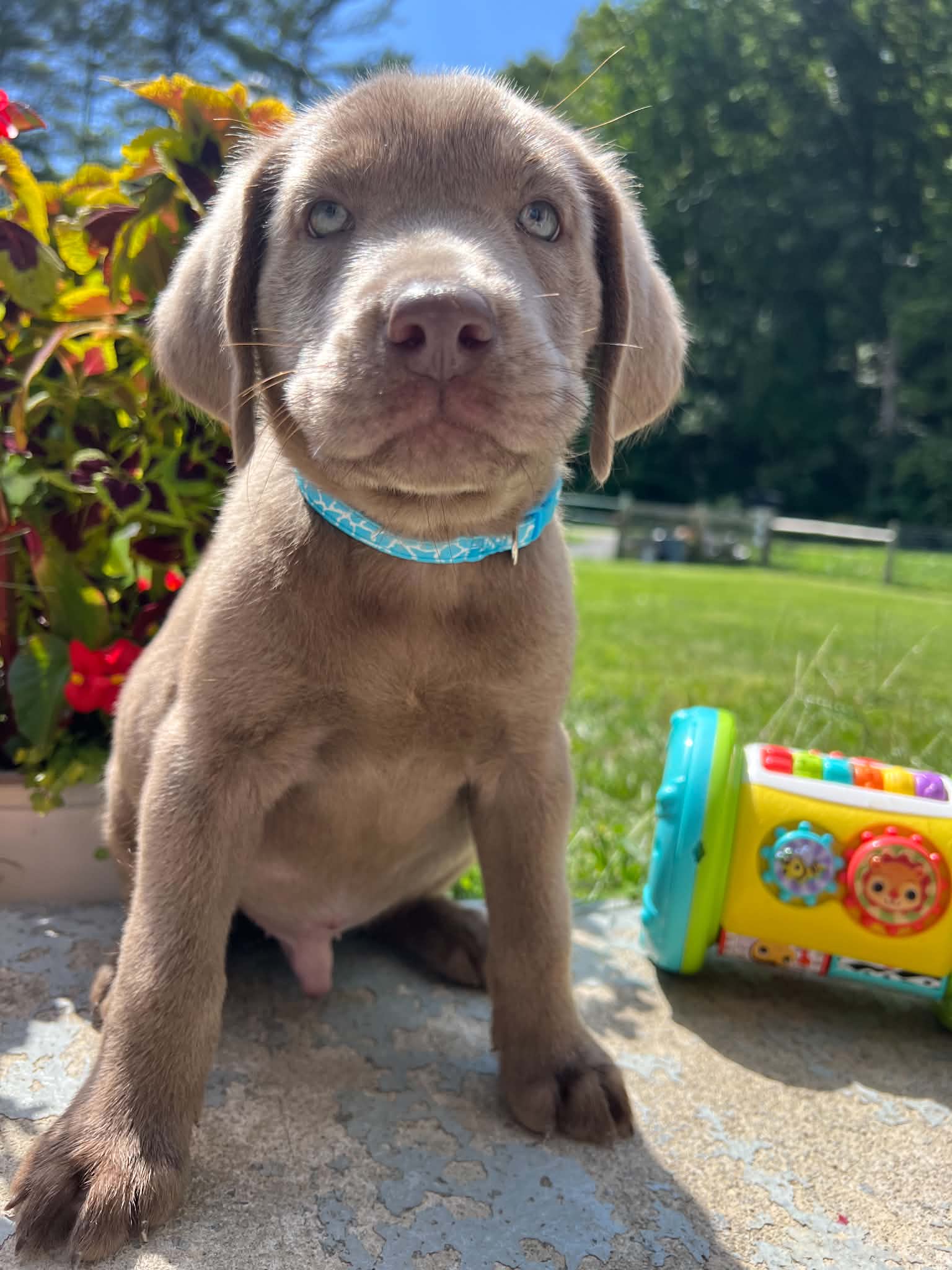 A purebred Labrador Retriever puppy outside in natural daylight.