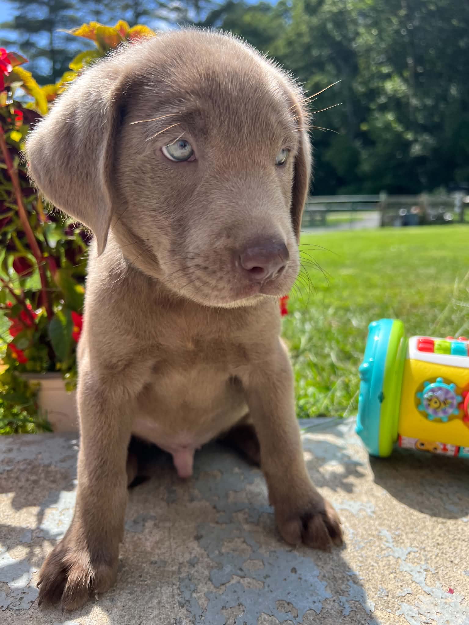 A purebred Labrador Retriever puppy outside in natural daylight.