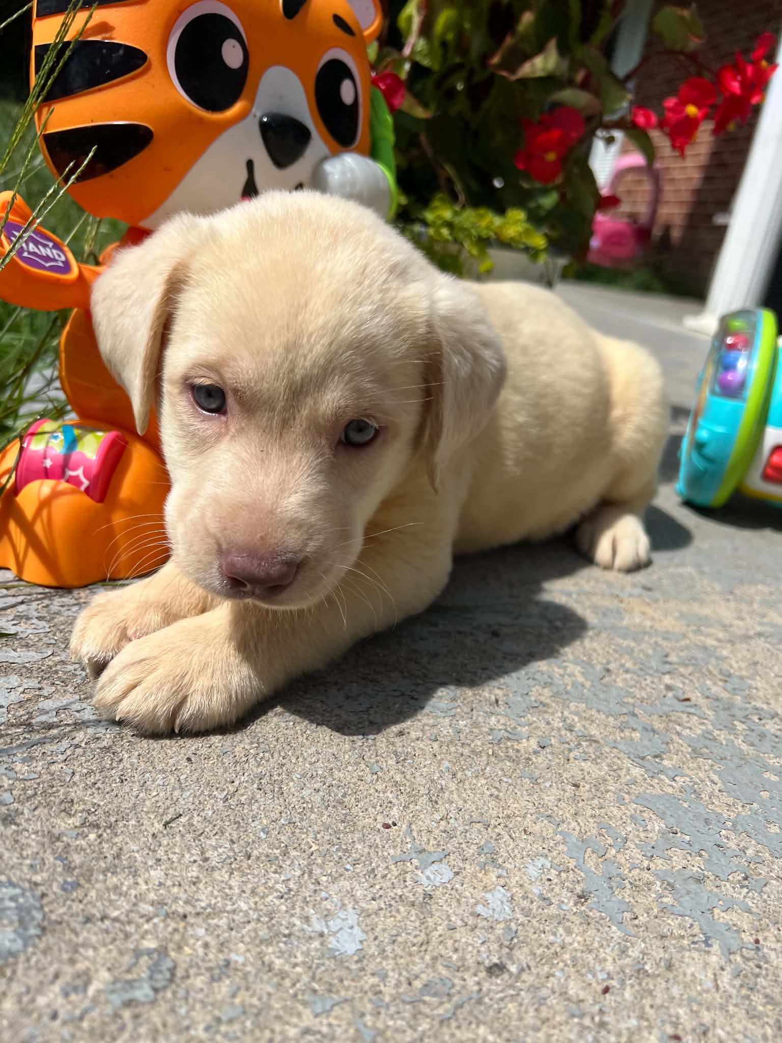 A purebred Labrador Retriever puppy outside in natural daylight.