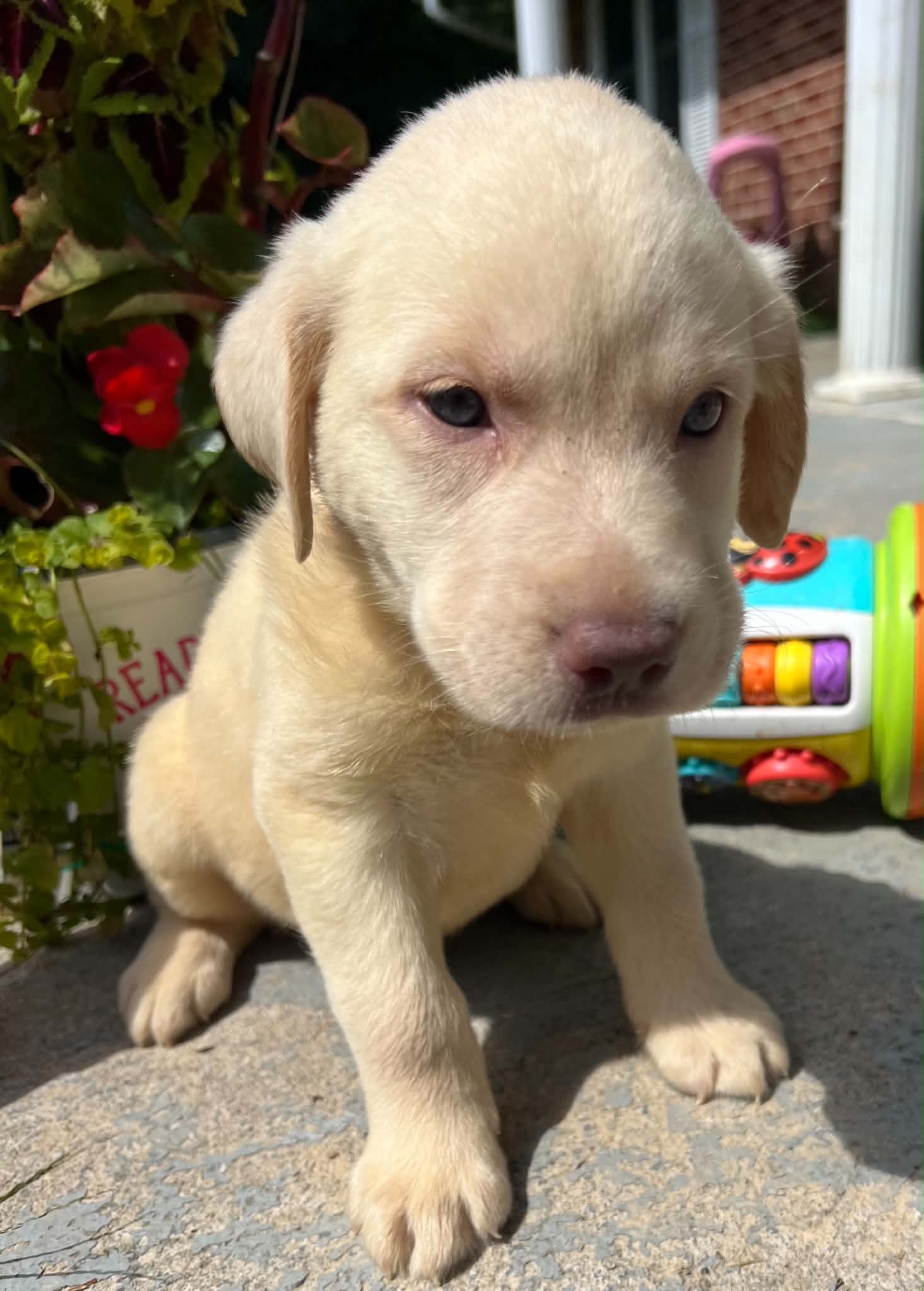 A purebred Labrador Retriever puppy outside in natural daylight.