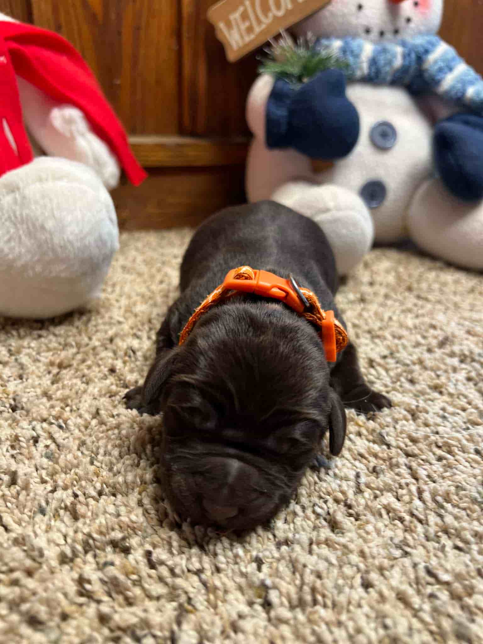 A purebred yellow Labrador Retriever puppy with a pink curtain and red rose flowers around him.