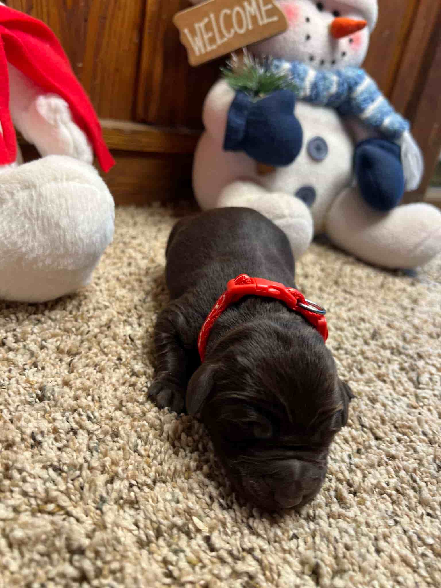 A purebred yellow Labrador Retriever puppy with a pink curtain and red rose flowers around him.