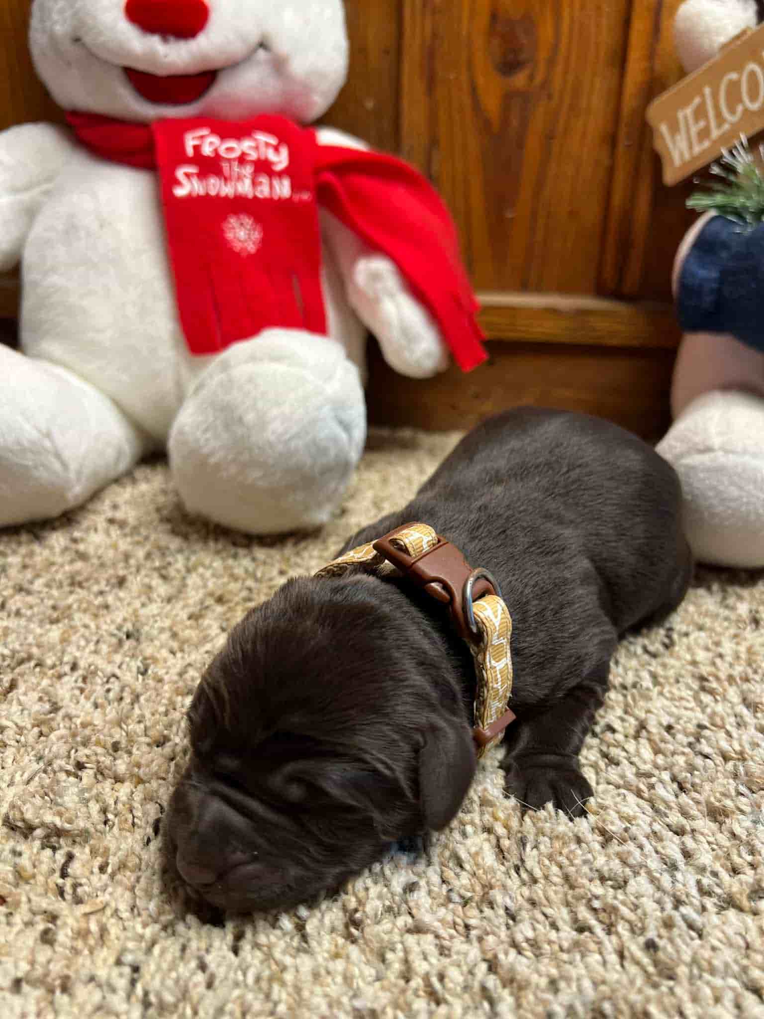 A purebred yellow Labrador Retriever puppy with a pink curtain and red rose flowers around him.