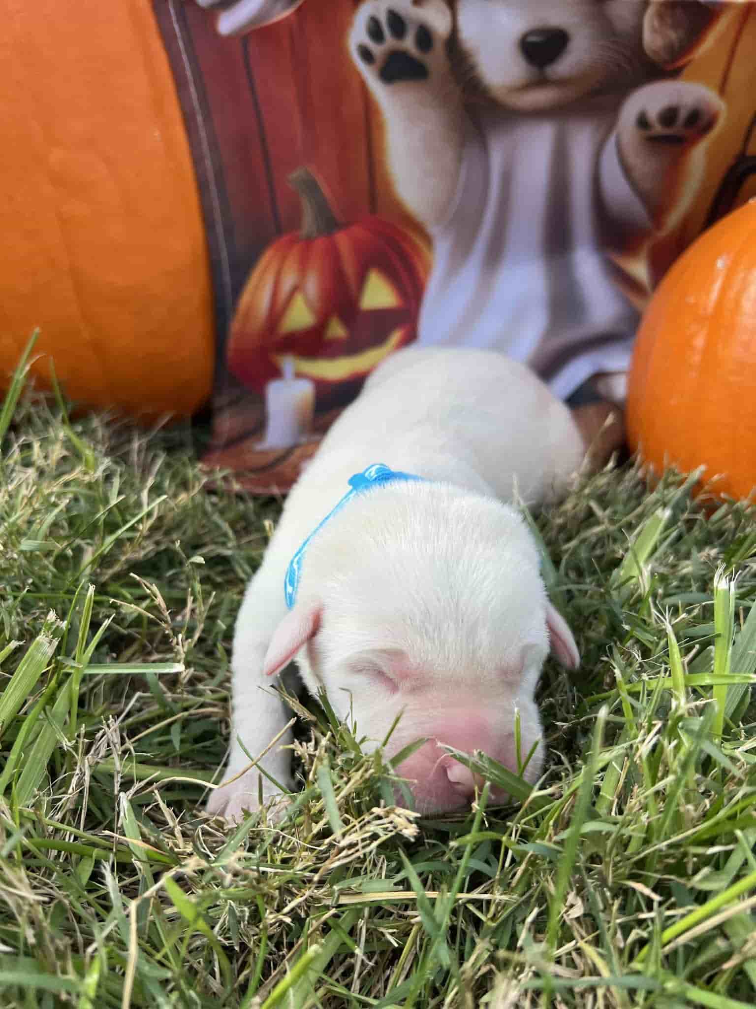 A purebred yellow Labrador Retriever puppy with a pink curtain and red rose flowers around him.