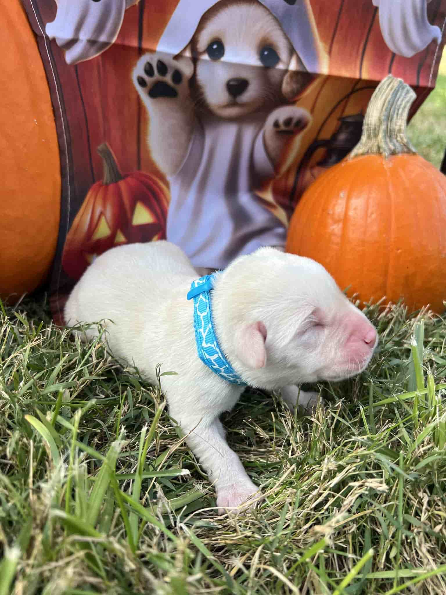 A purebred yellow Labrador Retriever puppy with a pink curtain and red rose flowers around him.