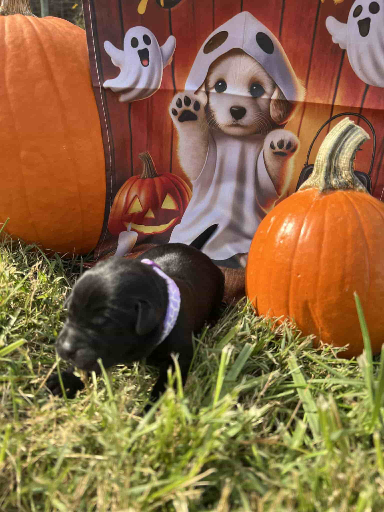 A purebred yellow Labrador Retriever puppy with a pink curtain and red rose flowers around him.