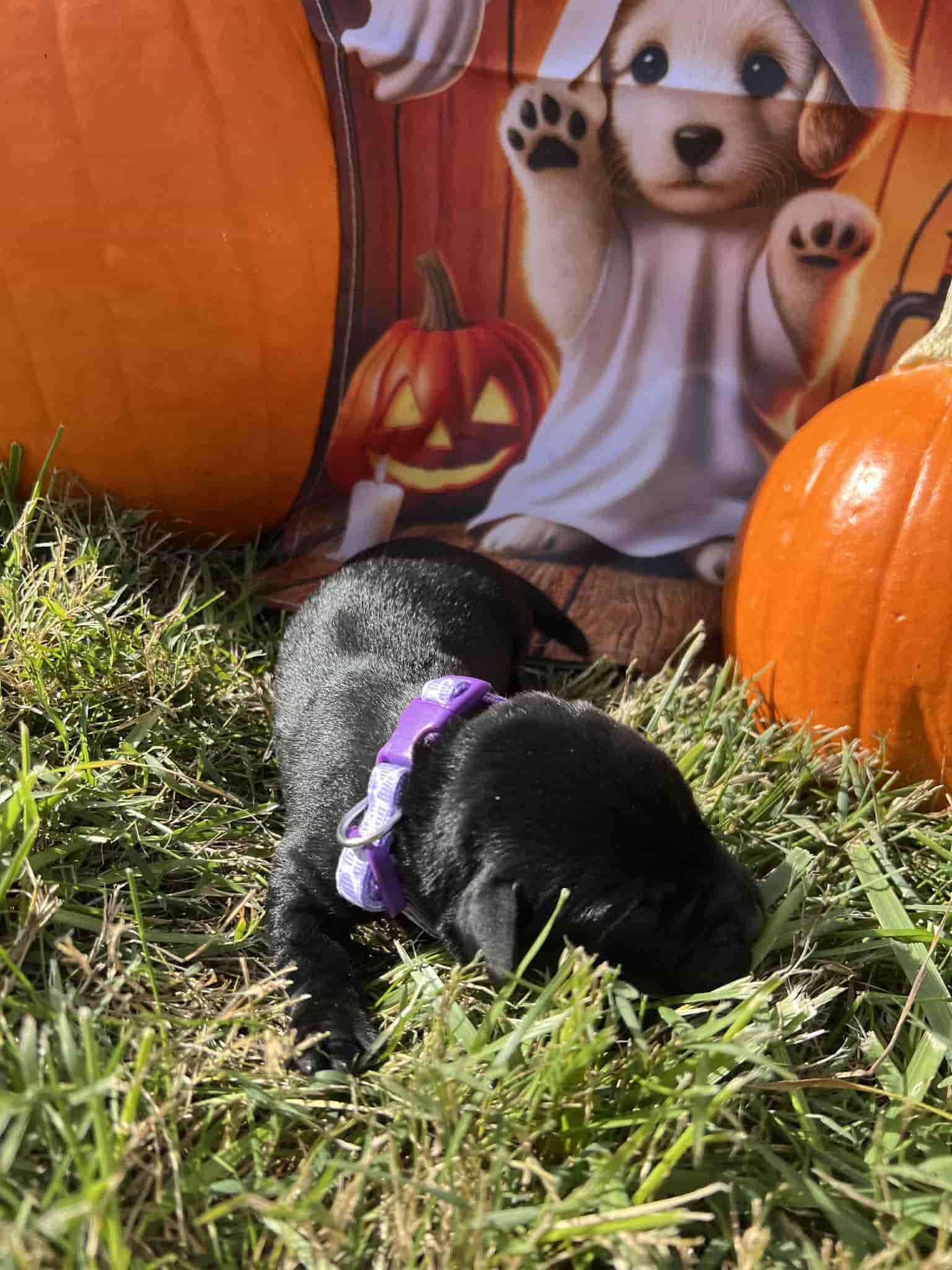 A purebred yellow Labrador Retriever puppy with a pink curtain and red rose flowers around him.