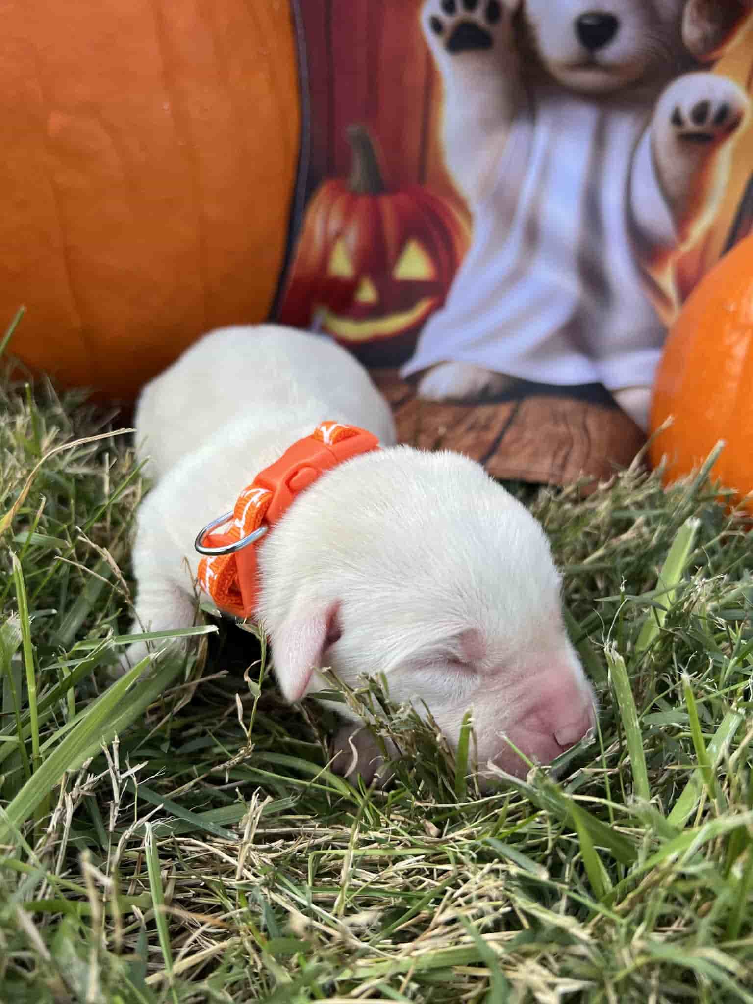 A purebred yellow Labrador Retriever puppy with a pink curtain and red rose flowers around him.