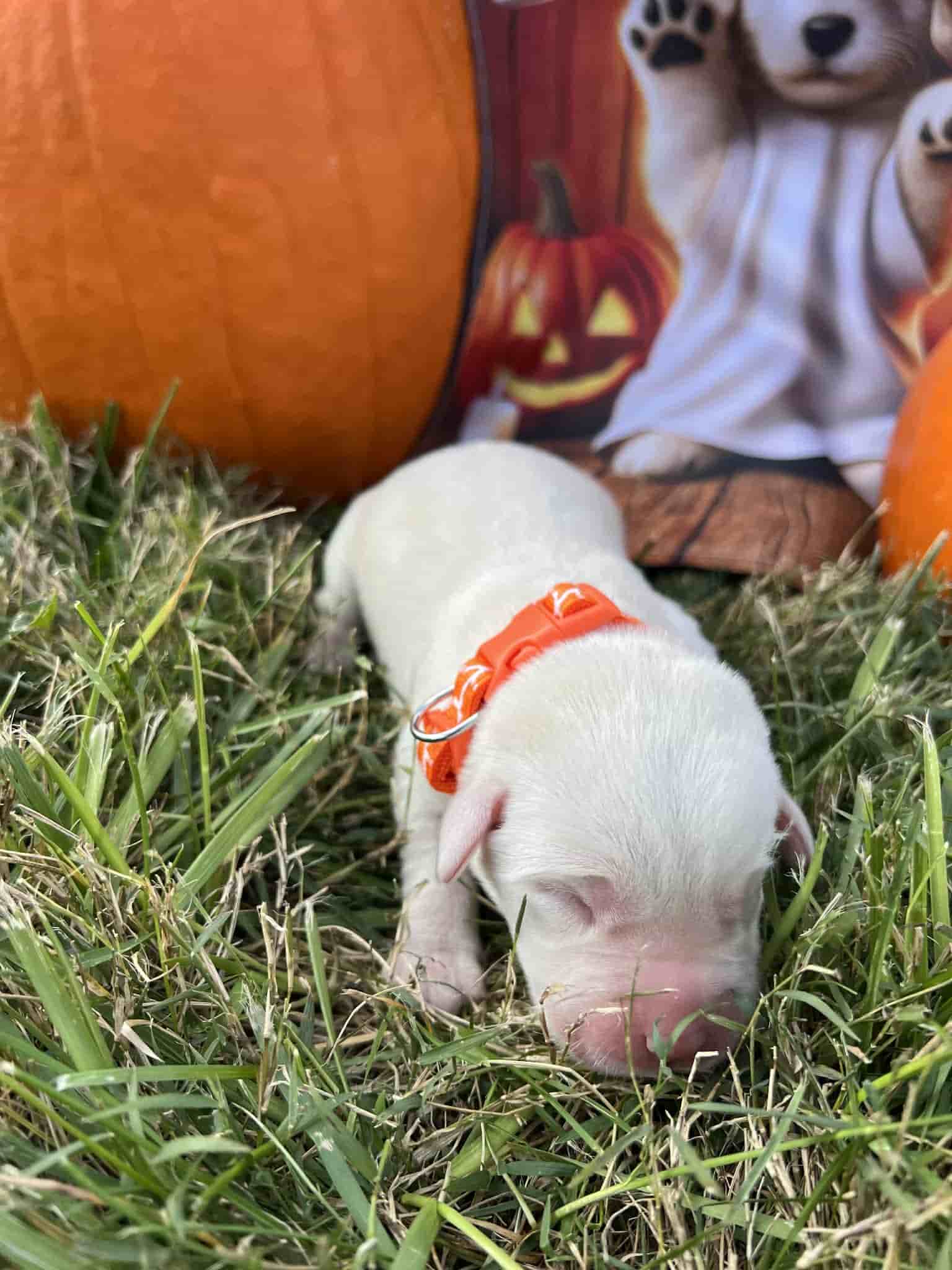 A purebred yellow Labrador Retriever puppy with a pink curtain and red rose flowers around him.