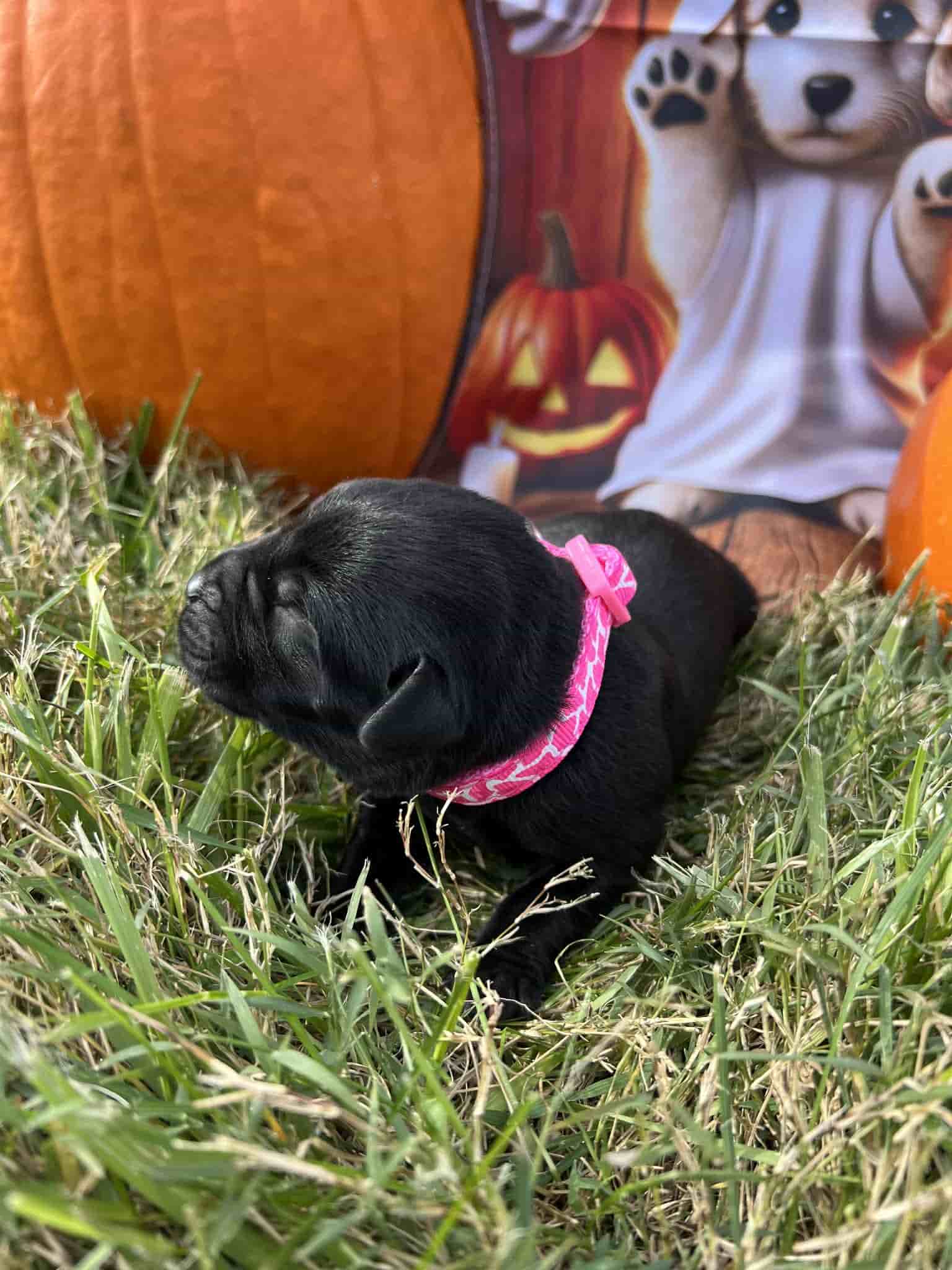 A purebred silver Labrador Retriever puppy with a pink curtain and red rose flowers around him.