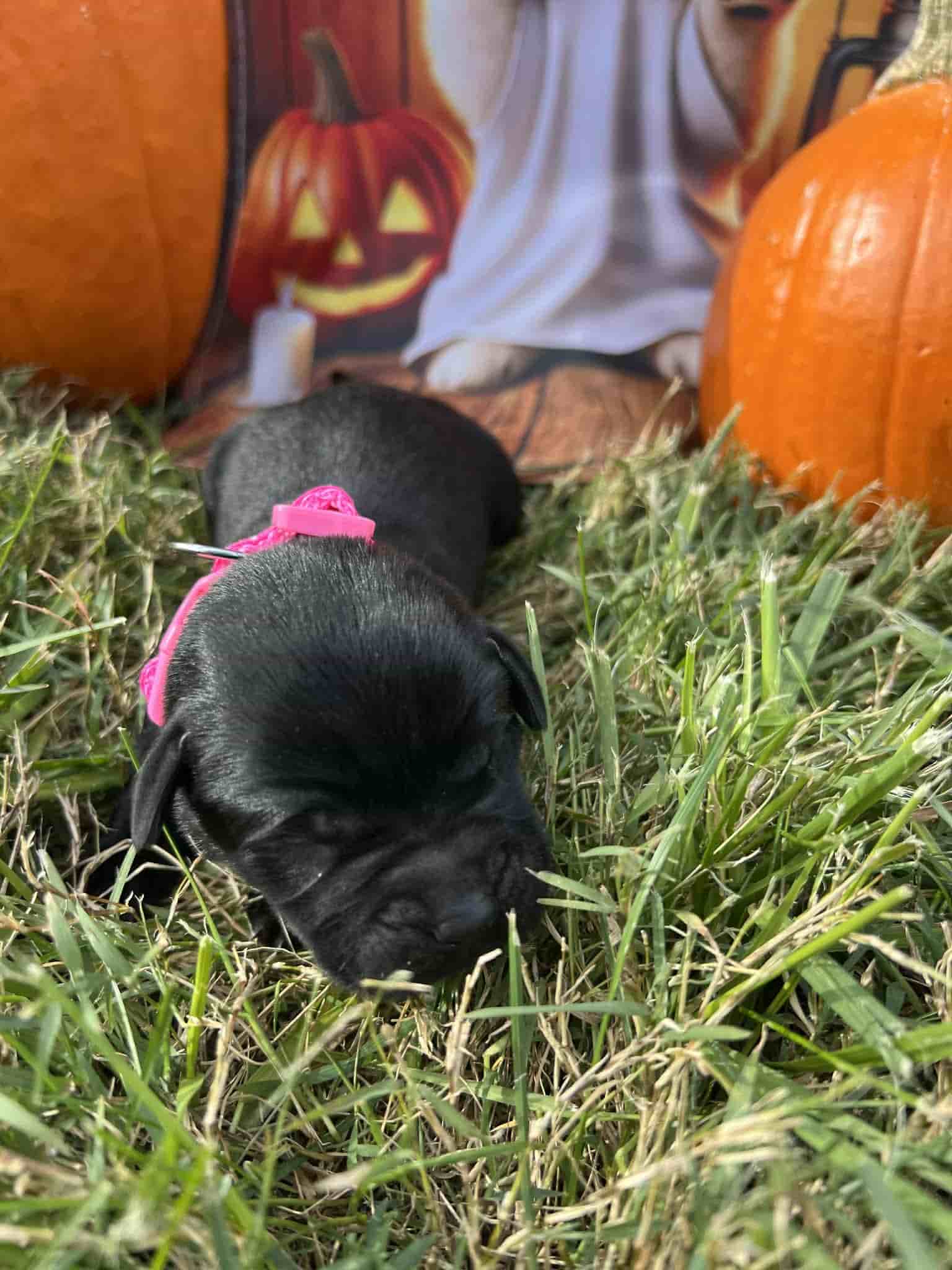 A purebred silver Labrador Retriever puppy with a pink curtain and red rose flowers around him.