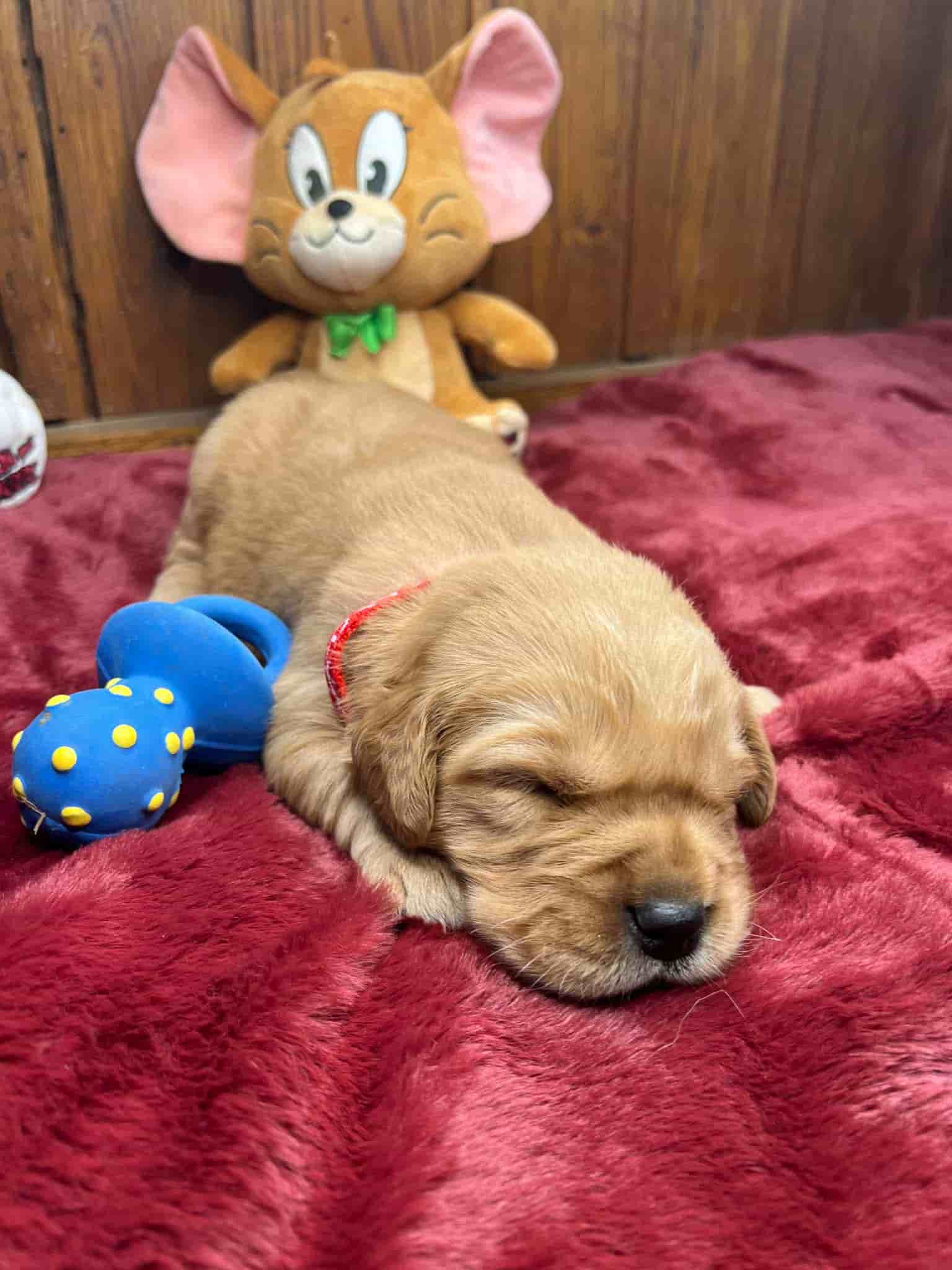A purebred chocolate Labrador Retriever puppy with a pink curtain and red rose flowers around him.
