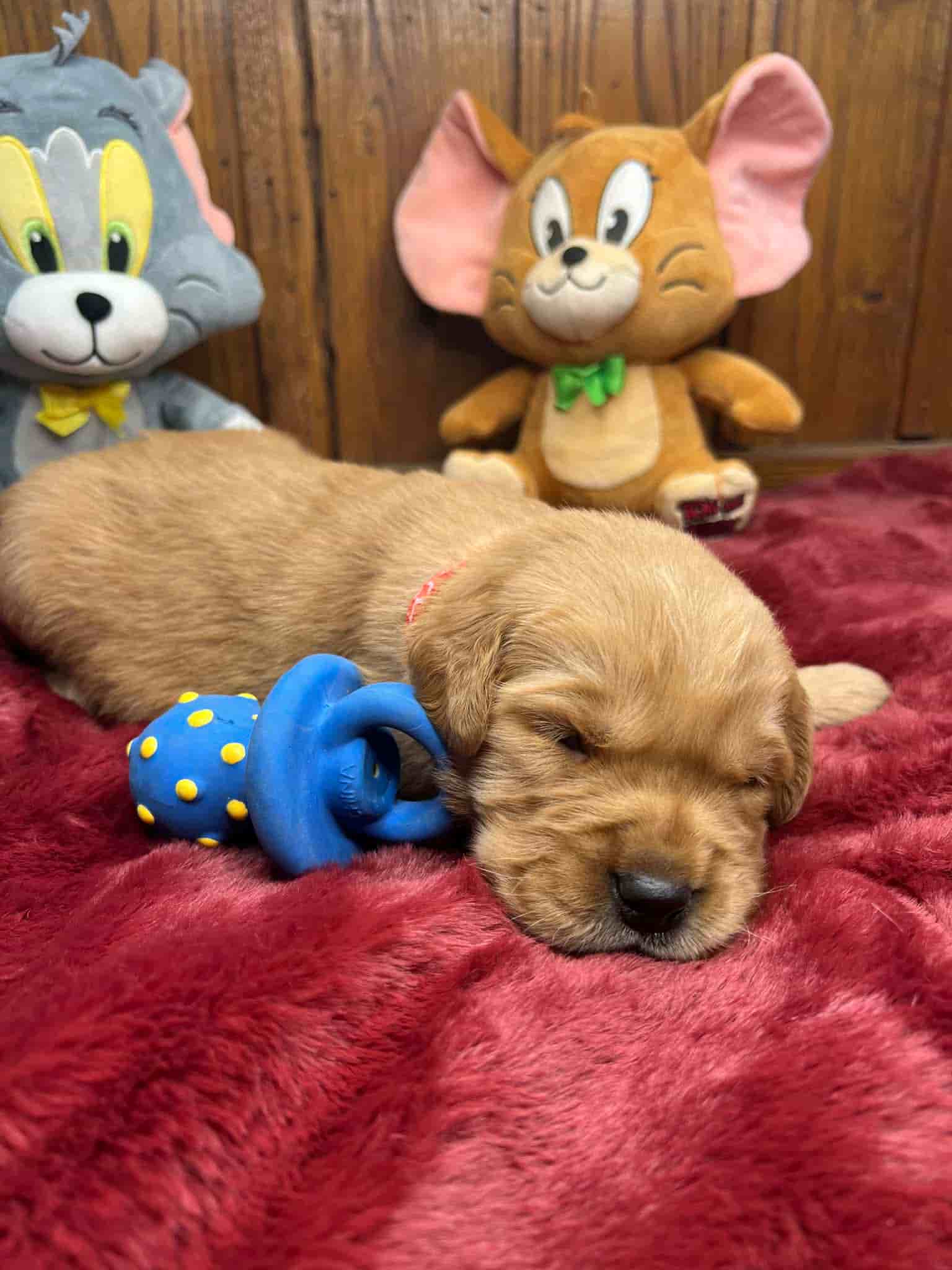 A purebred chocolate Labrador Retriever puppy with a pink curtain and red rose flowers around him.
