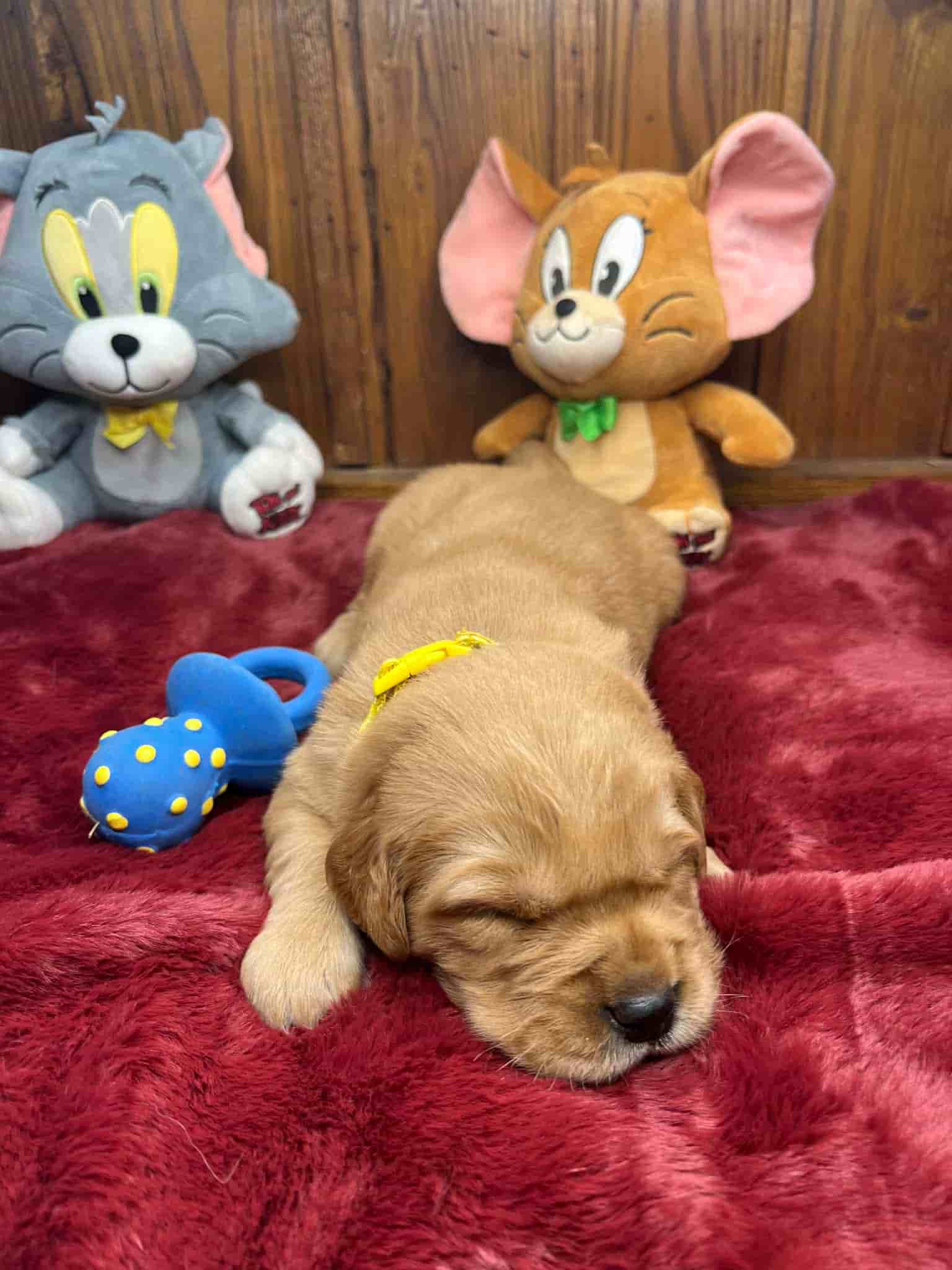 A purebred yellow Labrador Retriever puppy with a pink curtain and red rose flowers around him.