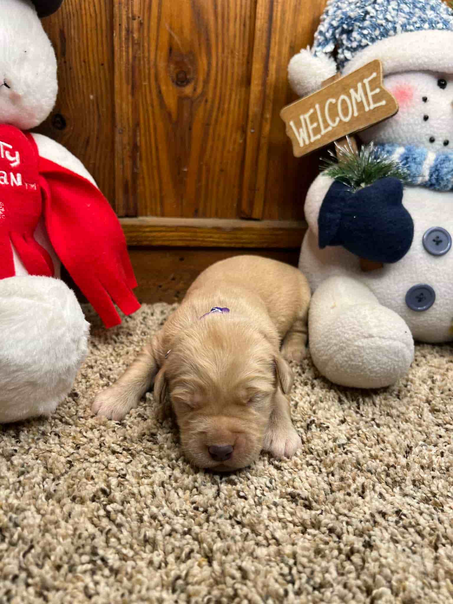 A purebred yellow Labrador Retriever puppy with a pink curtain and red rose flowers around him.
