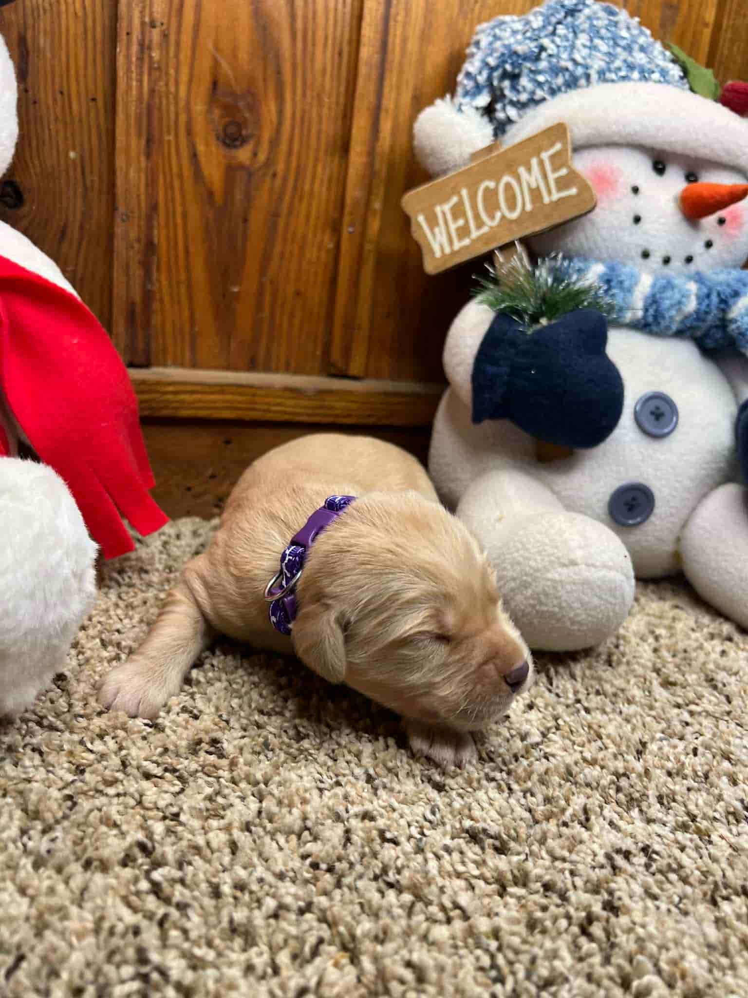 A purebred yellow Labrador Retriever puppy with a pink curtain and red rose flowers around him.