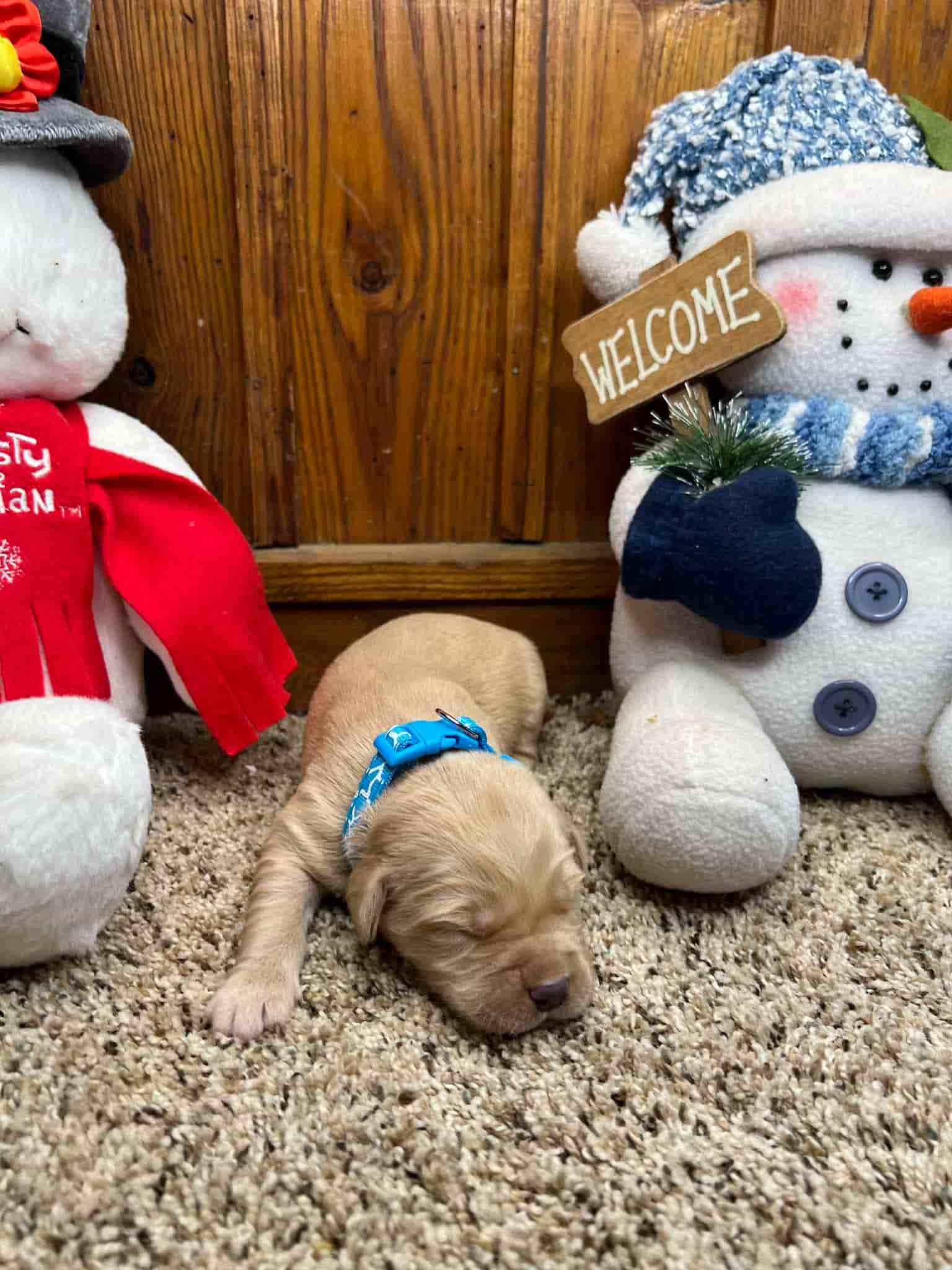 A purebred chocolate Labrador Retriever puppy with a pink curtain and red rose flowers around him.