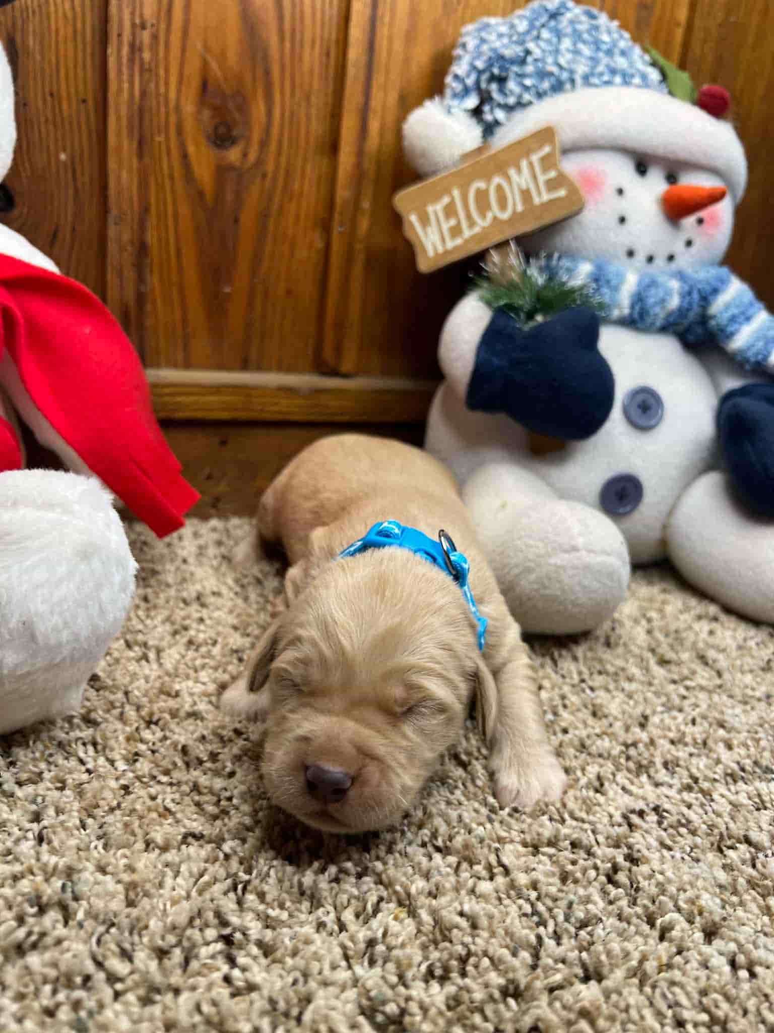 A purebred chocolate Labrador Retriever puppy with a pink curtain and red rose flowers around him.