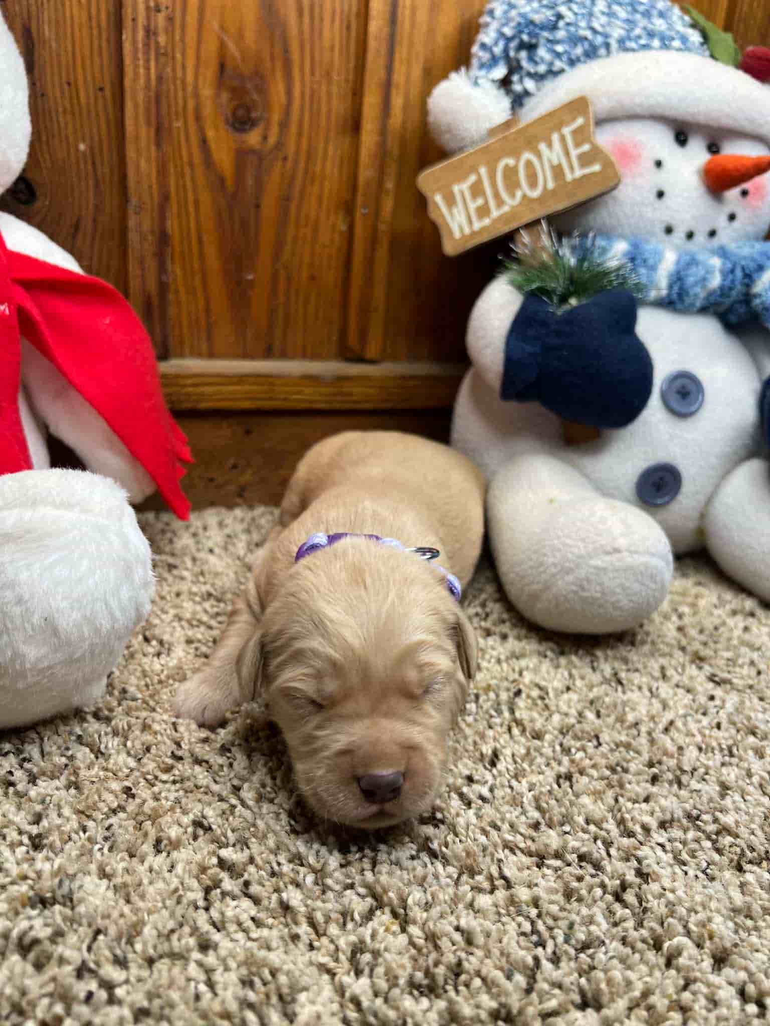 A purebred chocolate Labrador Retriever puppy with a pink curtain and red rose flowers around him.