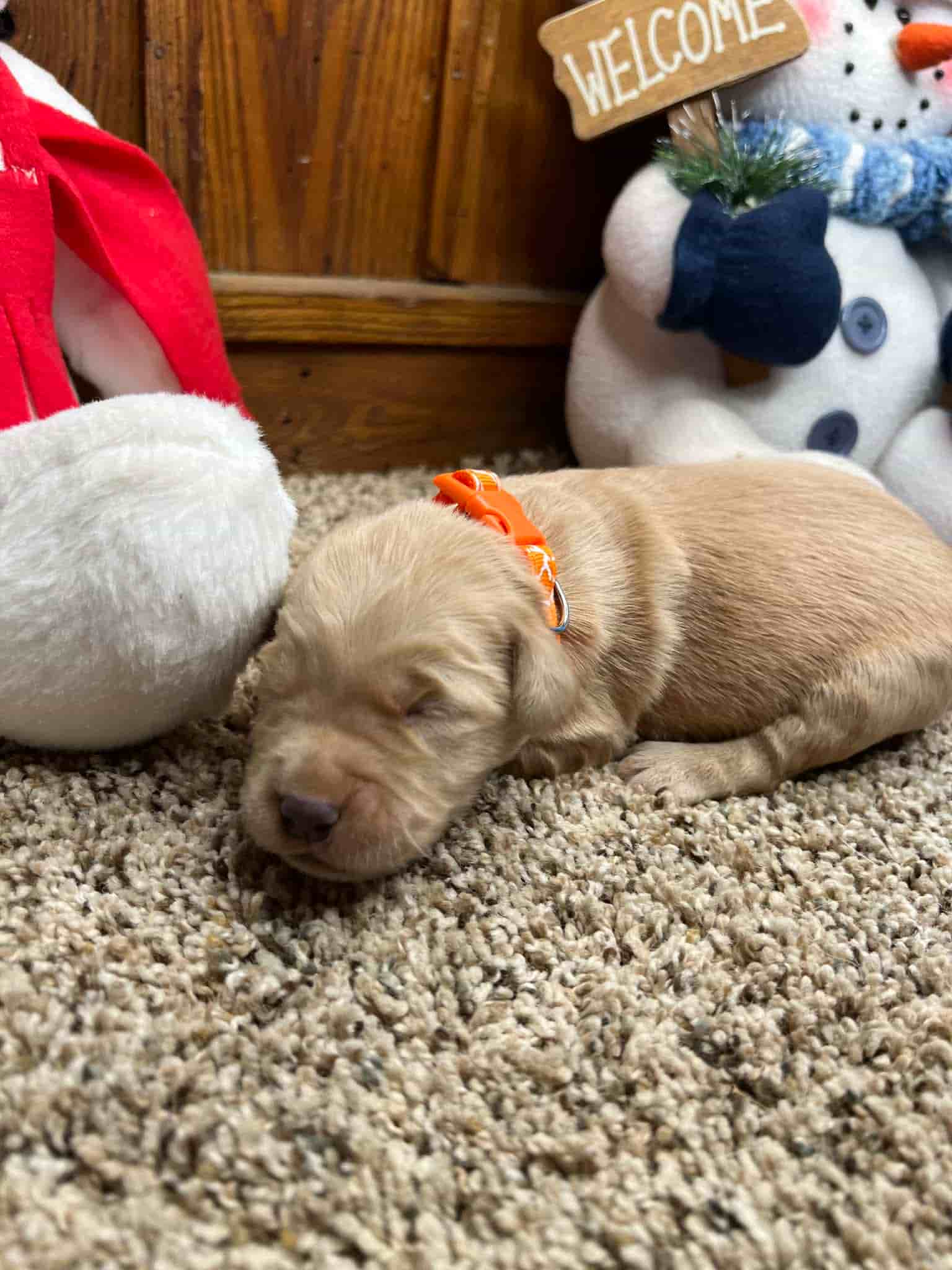 A purebred yellow Labrador Retriever puppy with a pink curtain and red rose flowers around him.