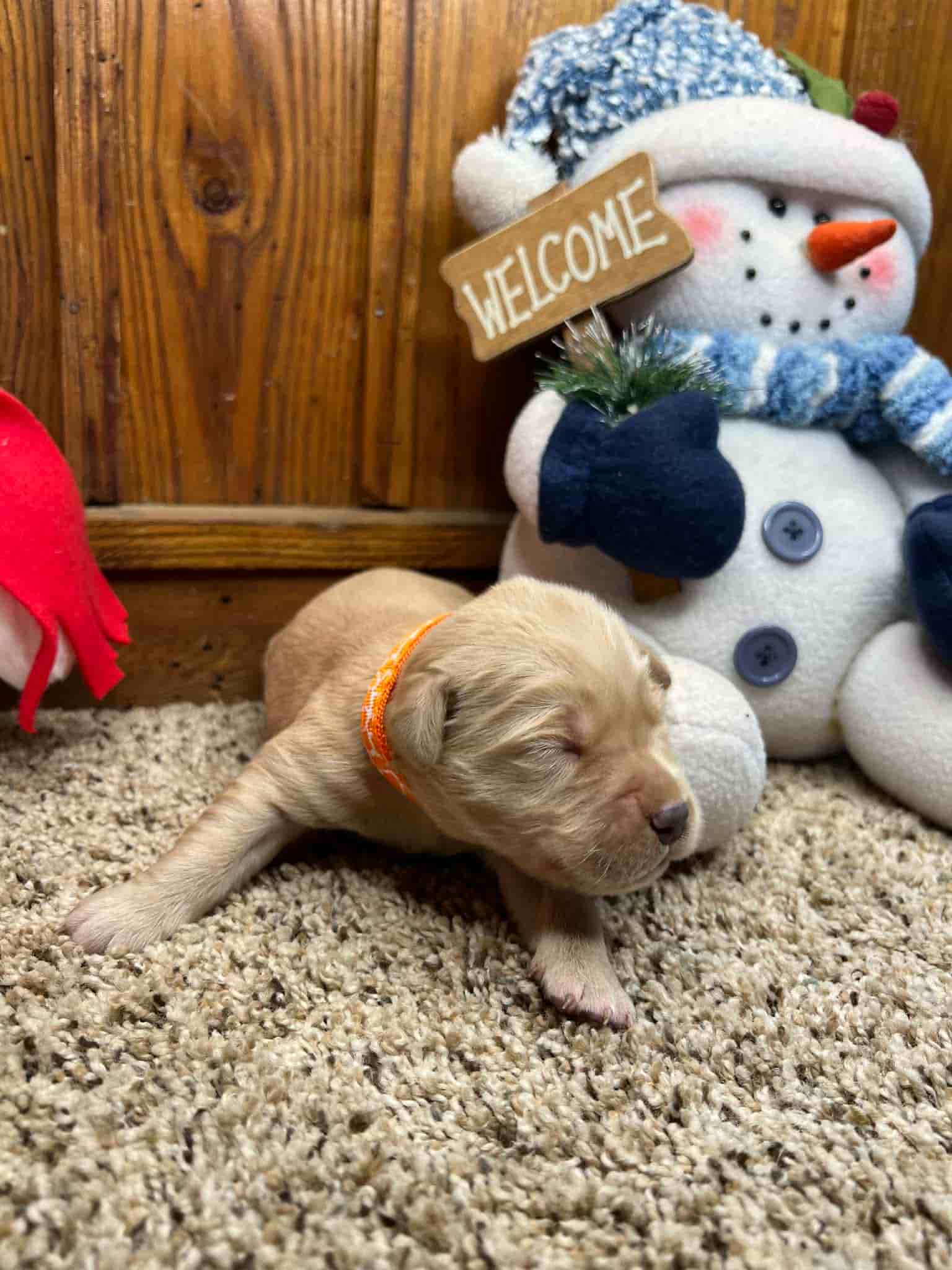 A purebred yellow Labrador Retriever puppy with a pink curtain and red rose flowers around him.