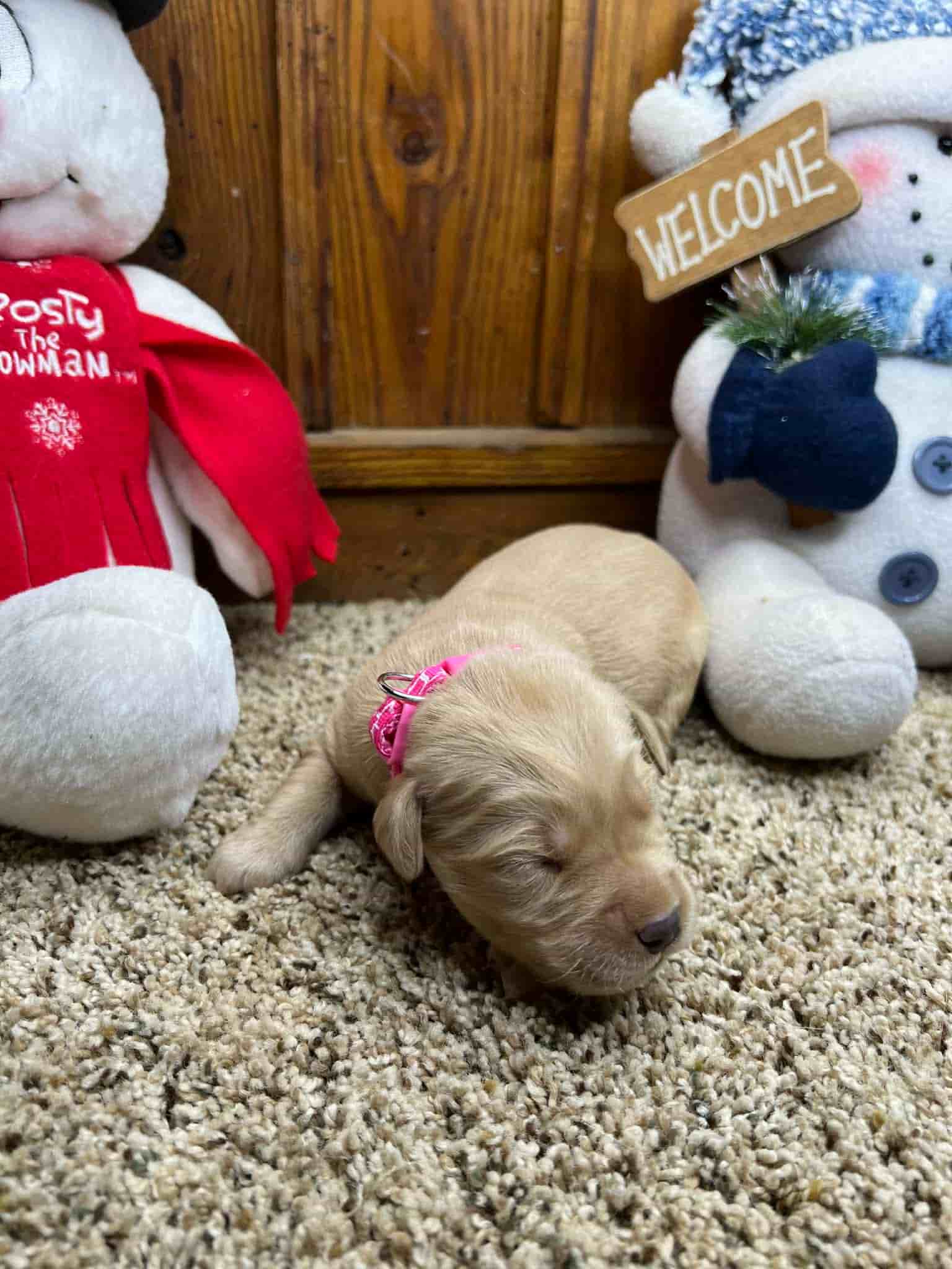 A purebred yellow Labrador Retriever puppy with a pink curtain and red rose flowers around him.