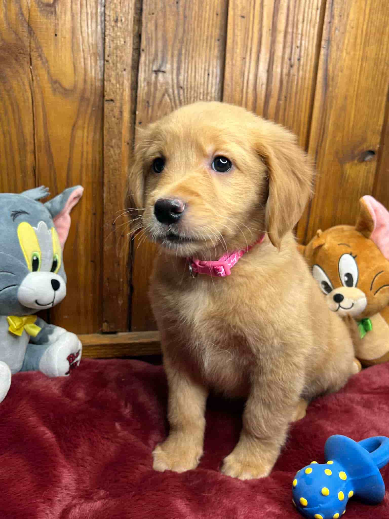 A purebred yellow Labrador Retriever puppy with a pink curtain and red rose flowers around him.