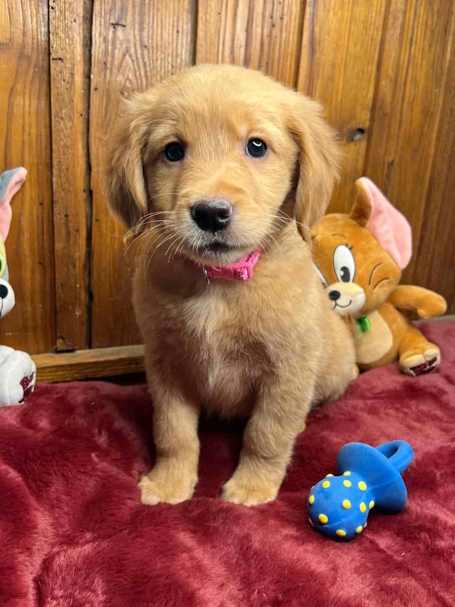 A purebred yellow Labrador Retriever puppy with a pink curtain and red rose flowers around him.