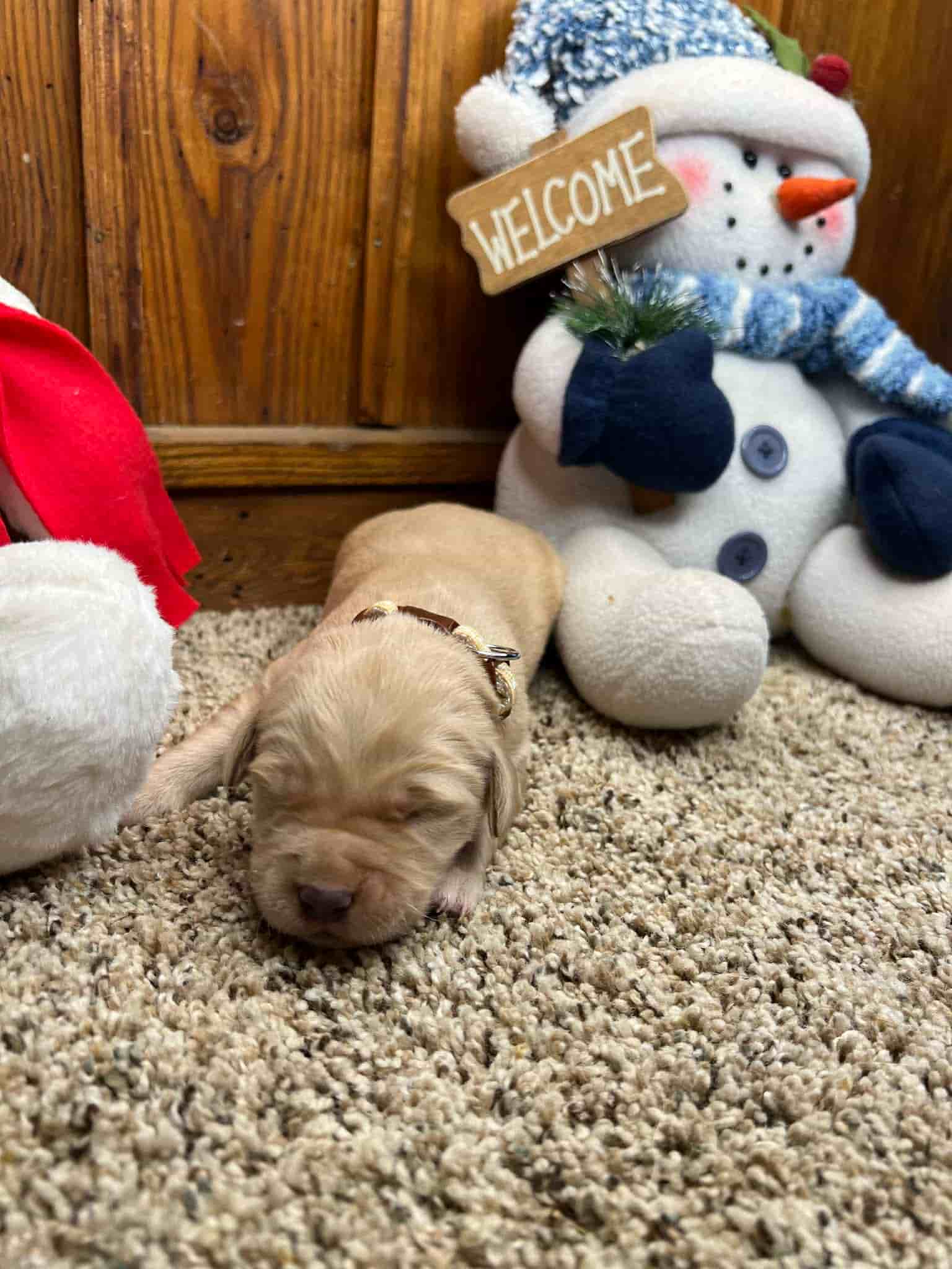 A purebred chocolate Labrador Retriever puppy with a pink curtain and red rose flowers around him.
