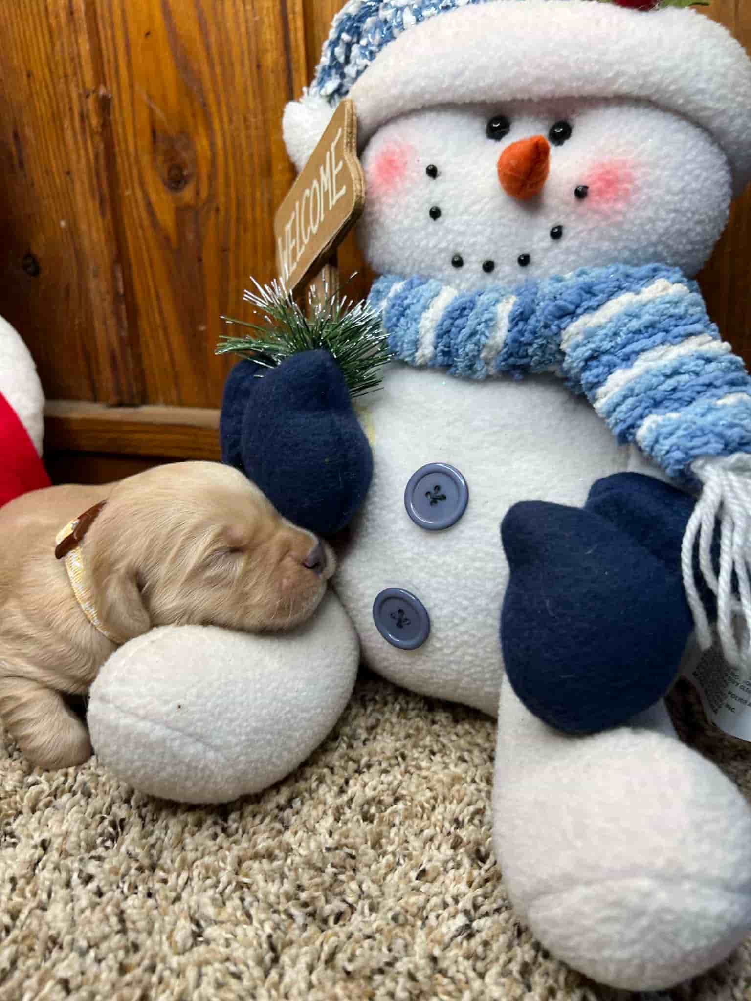 A purebred chocolate Labrador Retriever puppy with a pink curtain and red rose flowers around him.