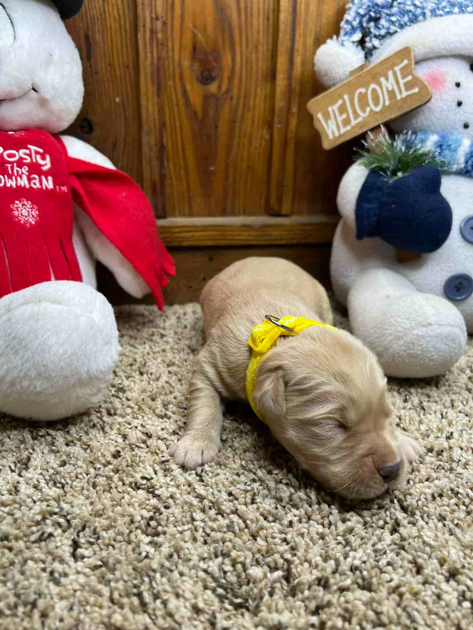 A purebred yellow Labrador Retriever puppy with a pink curtain and red rose flowers around him.