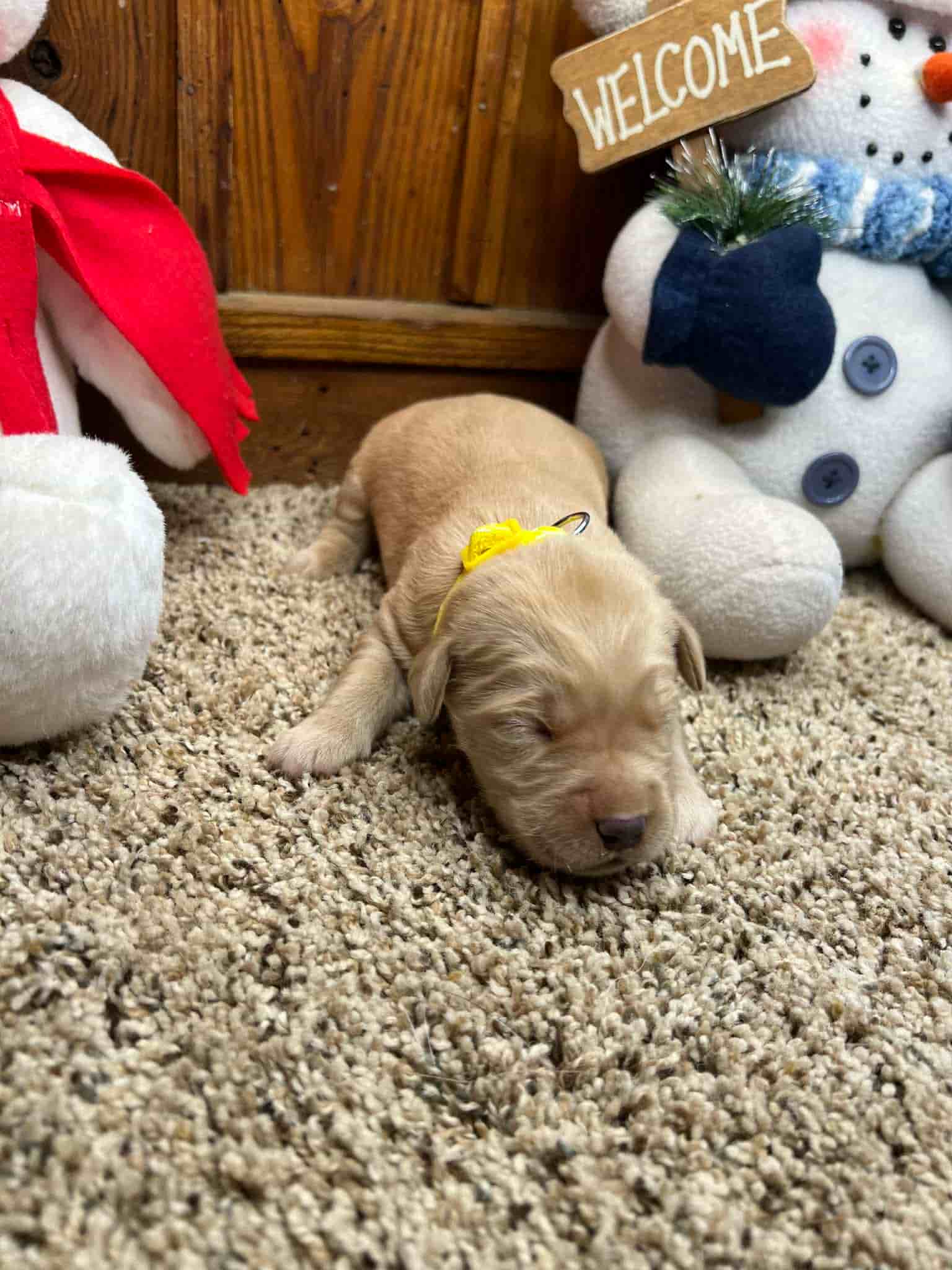 A purebred yellow Labrador Retriever puppy with a pink curtain and red rose flowers around him.