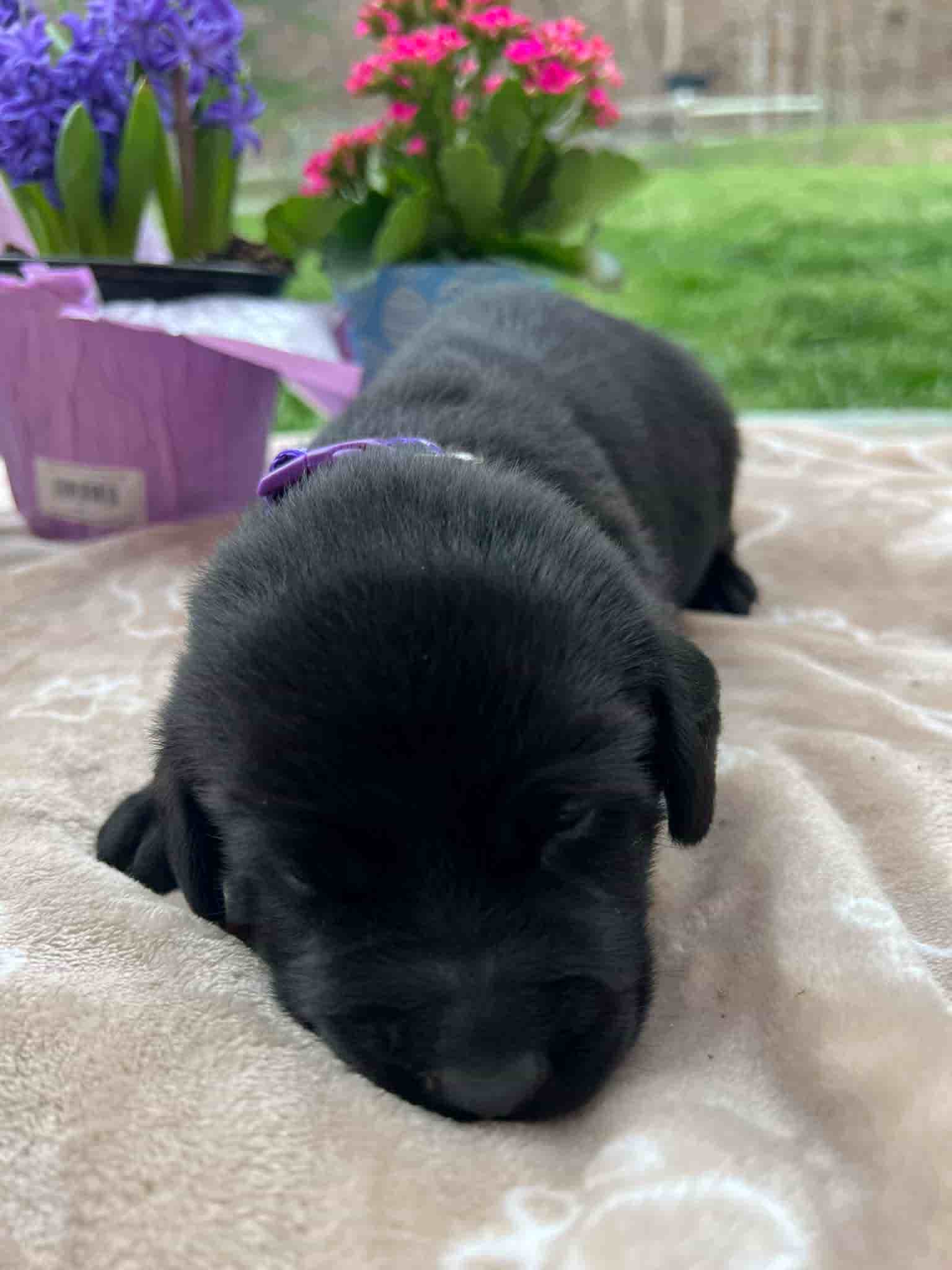A purebred black Labrador Retriever puppy with a pink curtain and red rose flowers around him.