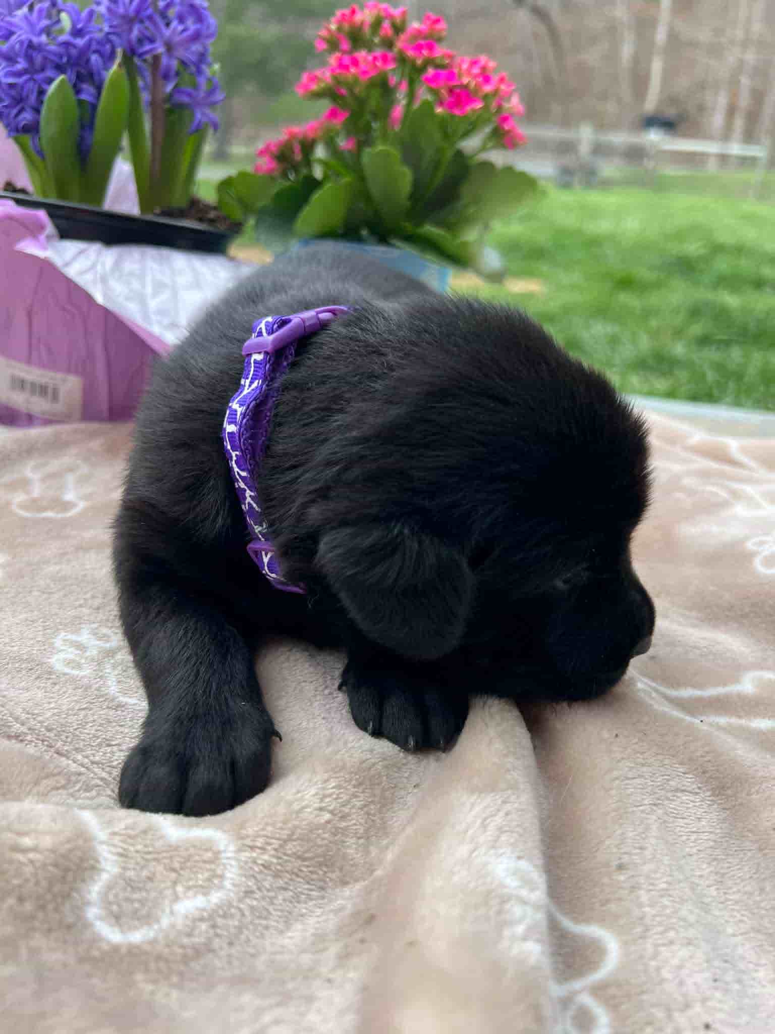 A purebred black Labrador Retriever puppy with a pink curtain and red rose flowers around him.