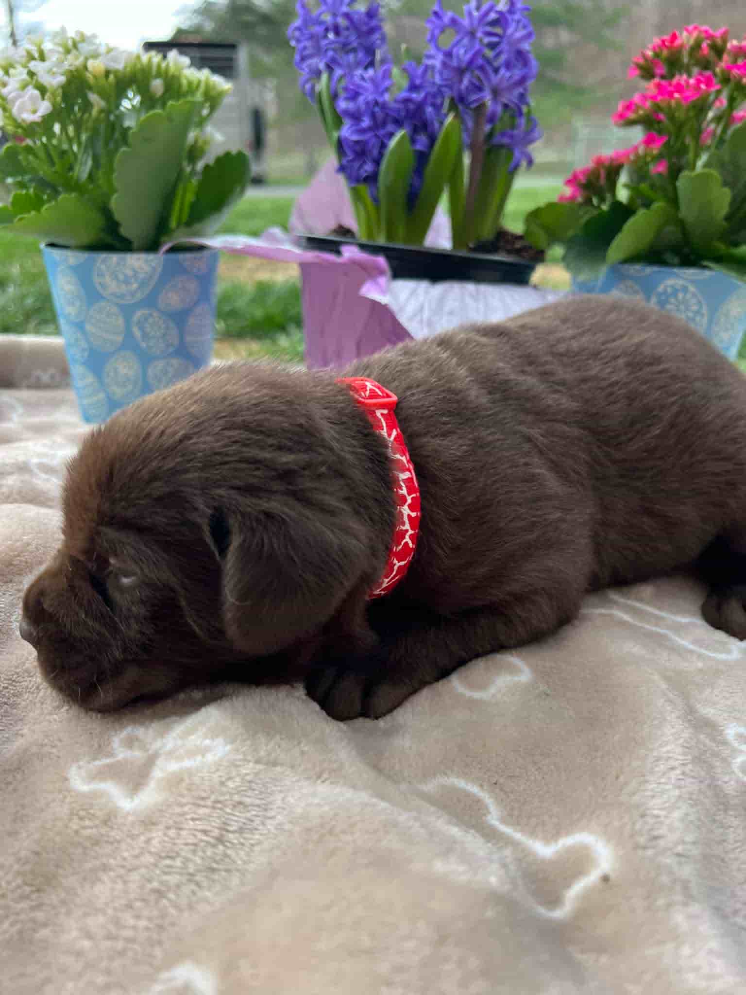 A purebred chocolate Labrador Retriever puppy with a pink curtain and red rose flowers around him.