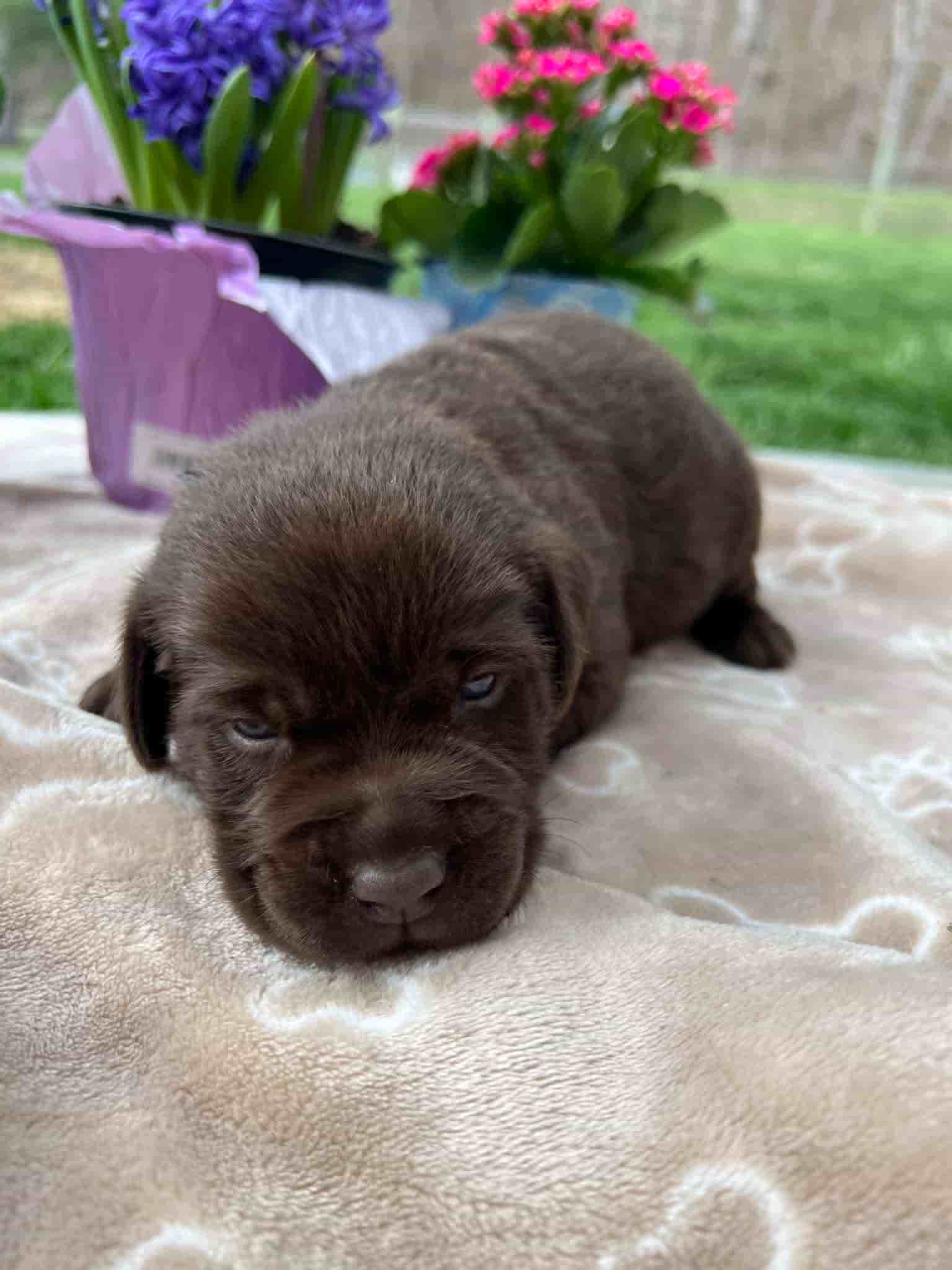 A purebred chocolate Labrador Retriever puppy with a pink curtain and red rose flowers around him.