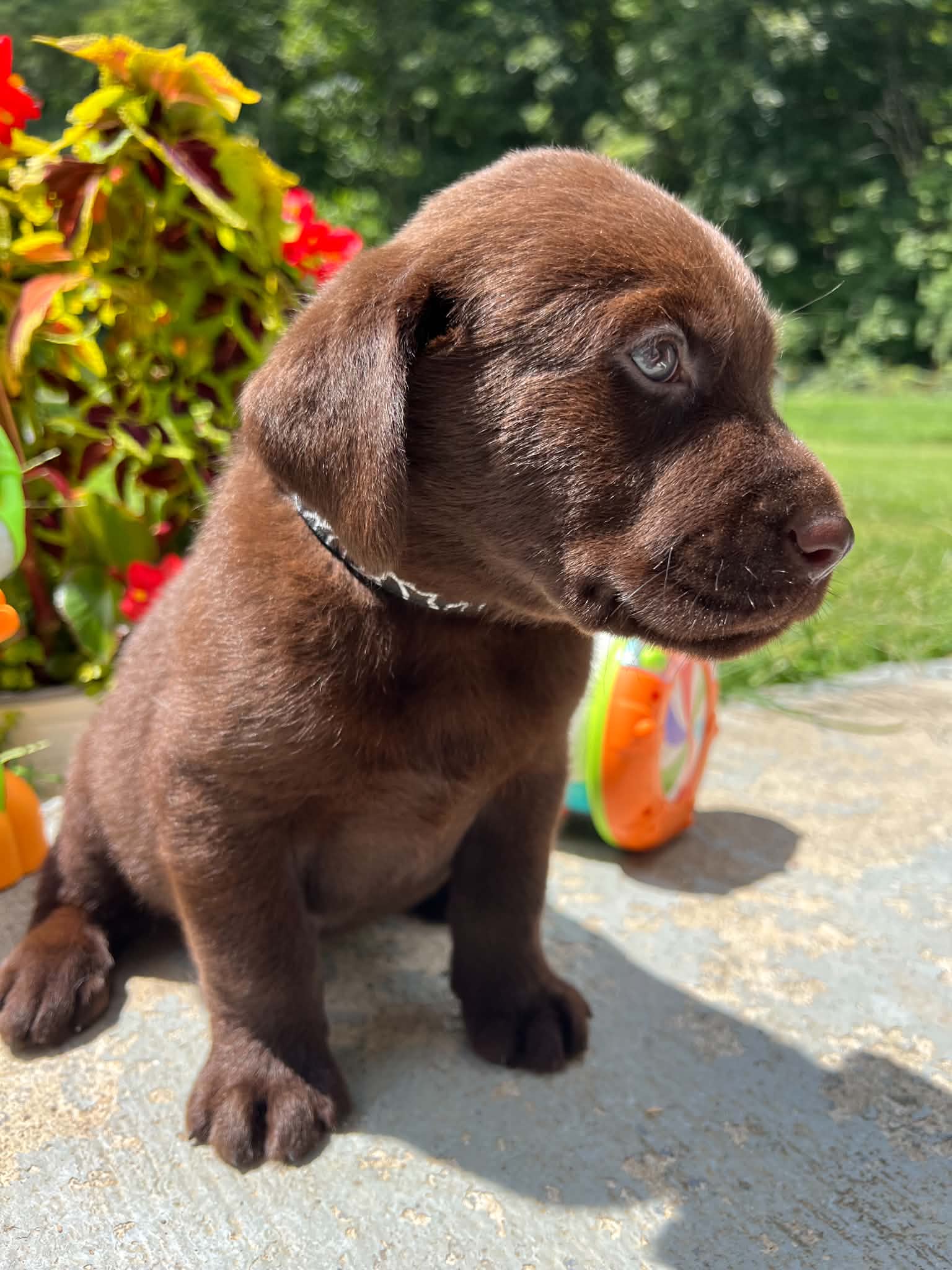 A purebred Labrador Retriever puppy outside in natural daylight.