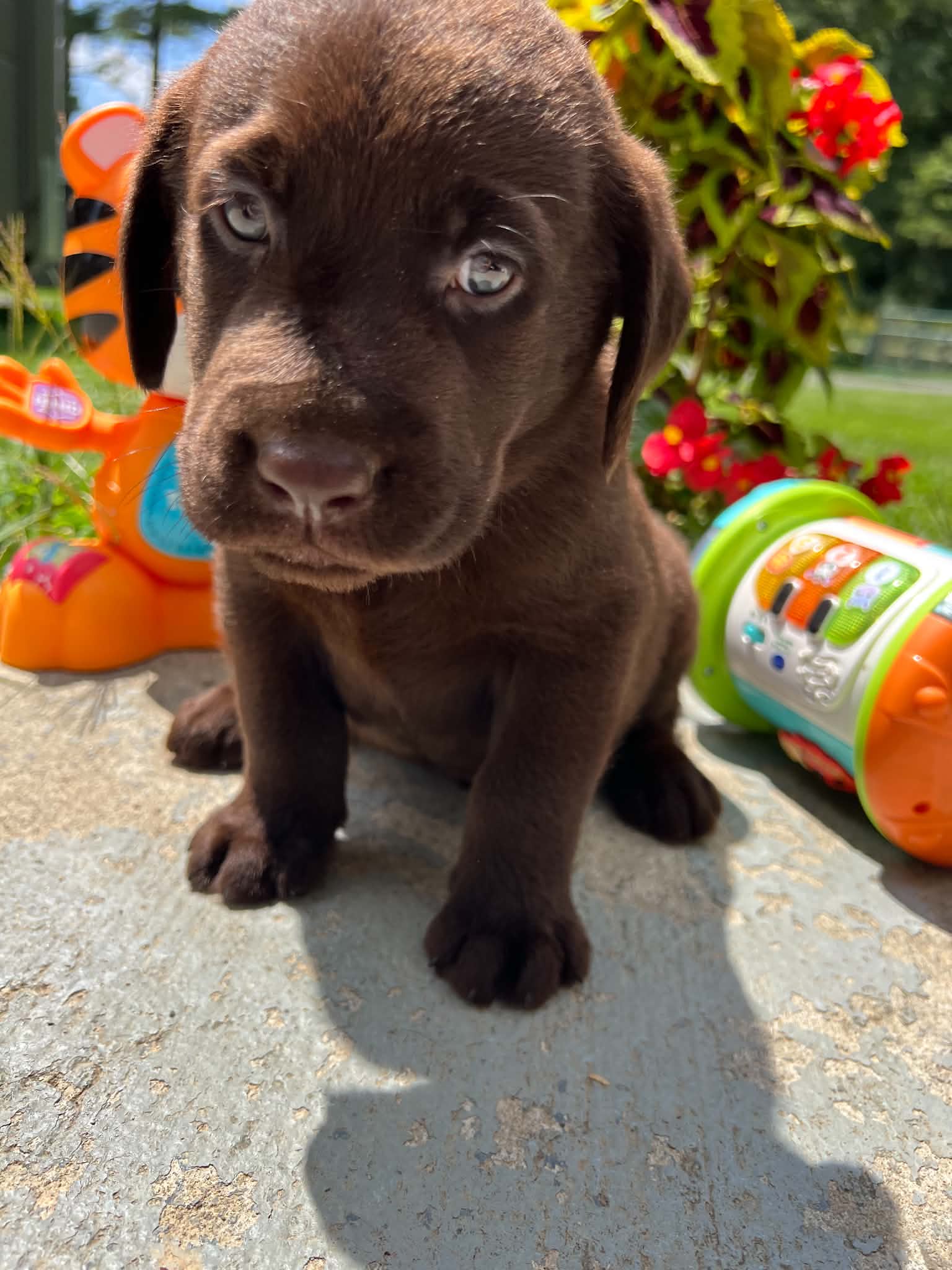 A purebred Labrador Retriever puppy outside in natural daylight.