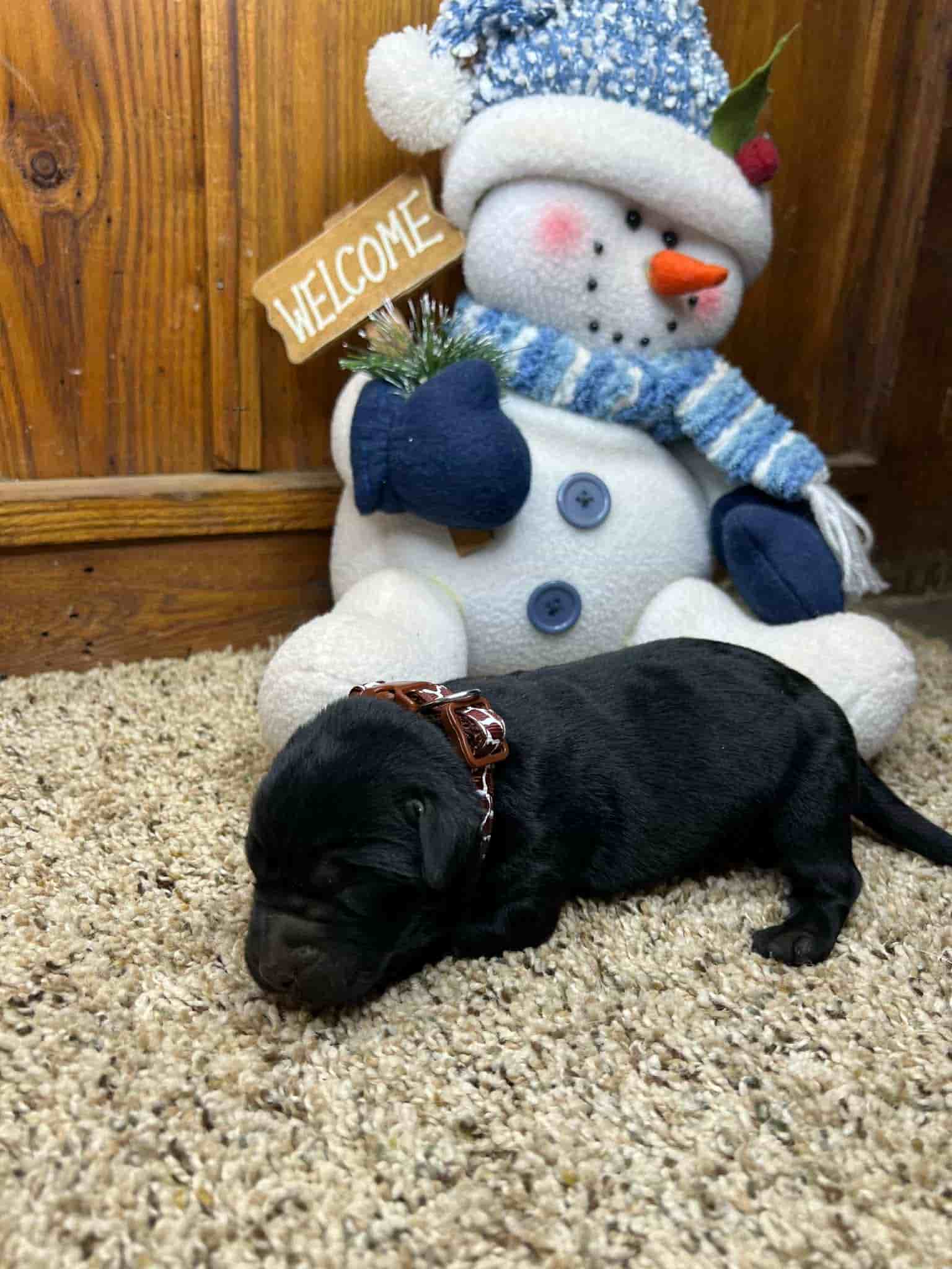 A purebred yellow Labrador Retriever puppy with a pink curtain and red rose flowers around him.