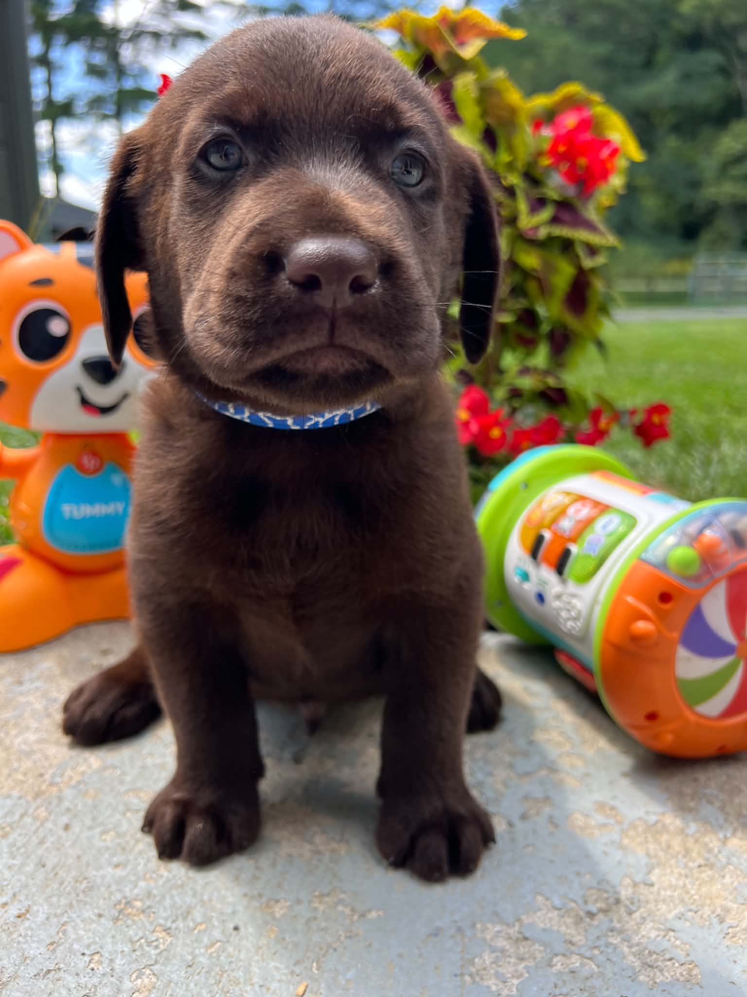 A purebred Labrador Retriever puppy outside in natural daylight.